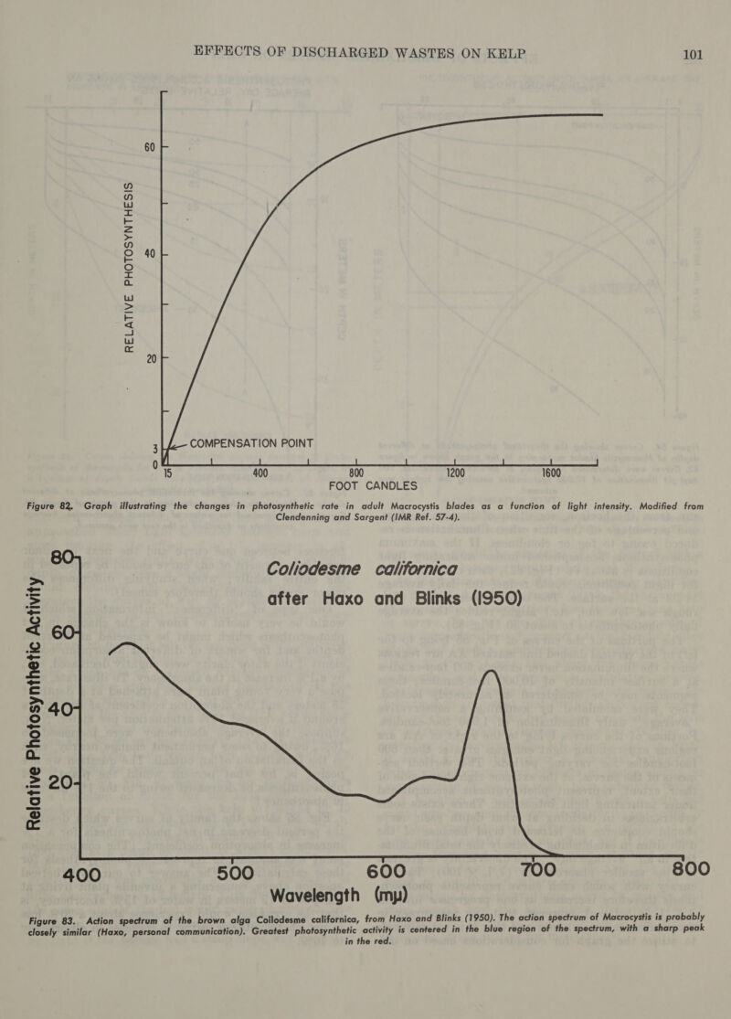 60 40 RELATIVE PHOTOSYNTHESIS 20 3 COMPENSATION POINT Coliodesme californica after Haxo and Blinks (1950) 40 20 Relative Photosynthetic Activity 400 500 600 700 800 Wavelength (my) Figure 83. Action spectrum of the brown alga Coilodesme californica, from Haxo and Blinks (1950). The action spectrum of Macrocystis is probably closely similar (Haxo, personal communication). Greatest photosynthetic activity is centered in the blue region of the spectrum, with a sharp peak in the red.
