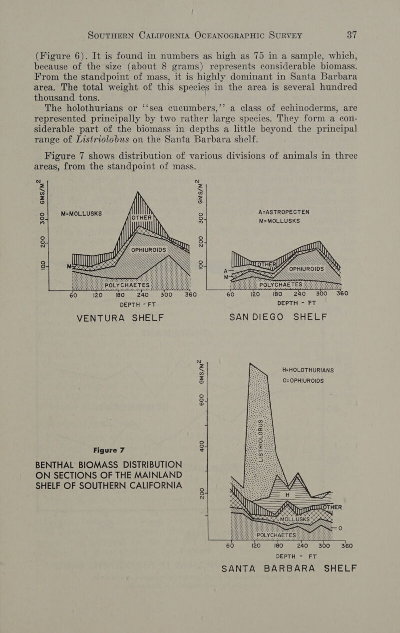 (Figure 6). It is found in numbers as high as 75 in a sample, which, because of the size (about 8 grams) represents considerable biomass. From the standpoint of mass, it is highly dominant in Santa Barbara area. The total weight of this species in the area is several hundred thousand tons. The holothurians or ‘‘sea cucumbers,’’ a class of echinoderms, are represented principally by two rather large species. They form a con- siderable part of the biomass in depths a little beyond the principal range of Listriolobus on the Santa Barbara shelf. Figure 7 shows distribution of various divisions of animals in three areas, from the standpoint of mass. GMS/M=    M=MOLLUSKS 200 300 GMS/M“ 300 200 100 100    DEPTH - FT DEPTH - FT VENTURA SHELF SAN DIEGO SHELF &lt; H= HOLOTHURIANS S 0= OPHIUROIDS 600 400 Figure 7 BENTHAL BIOMASS DISTRIBUTION ON SECTIONS OF THE MAINLAND SHELF OF SOUTHERN CALIFORNIA 200 DEPT He Ra: SANTA BARBARA SHELF