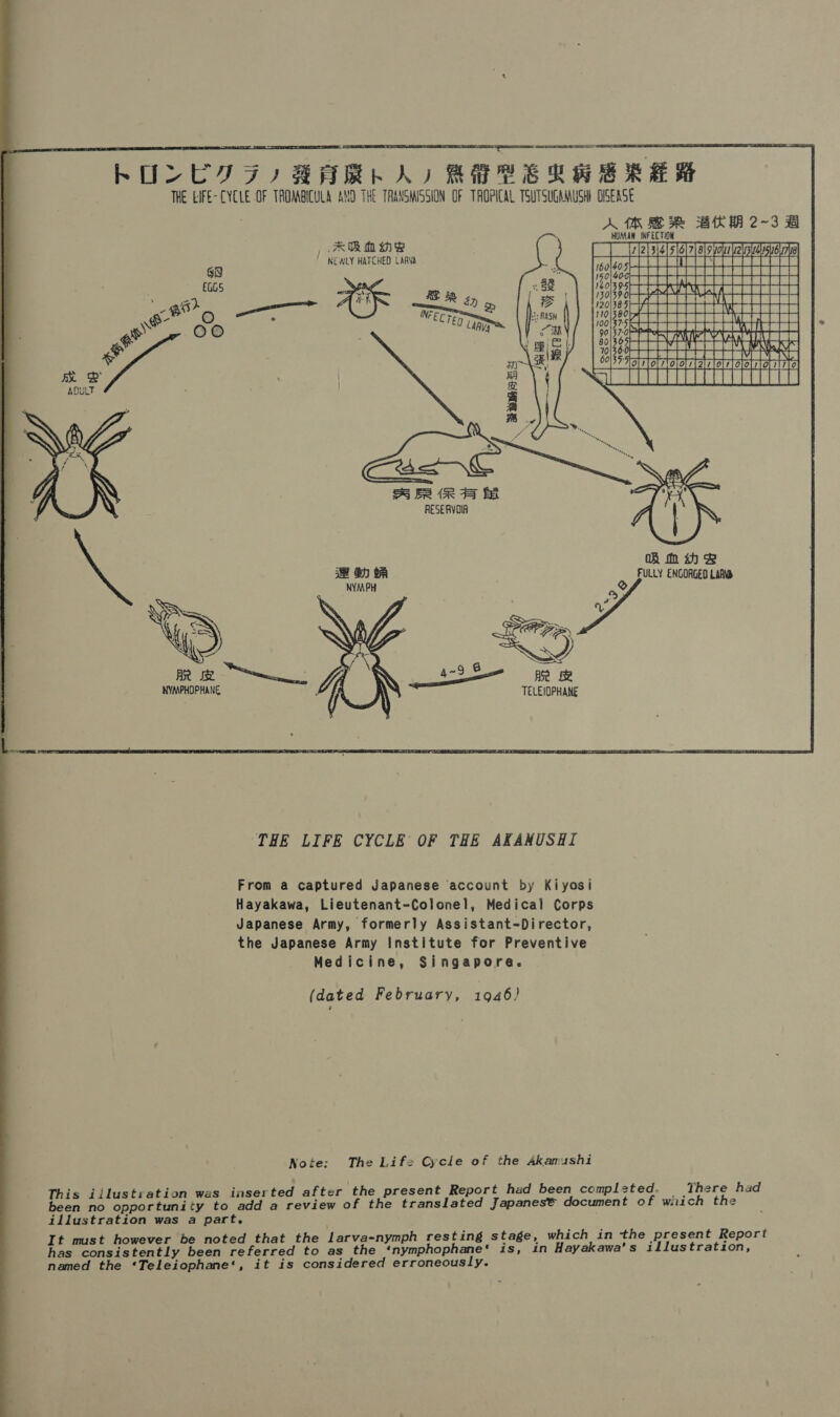   KOS CVF) RARE AD REE BOR THE LIFE-CYCLE OF TAOMBICULA 28 THE TALNGWSSION OF TROPICAL TSUTSUCAMUSH OSERSE AS RE BAKA 2-3 B HUMAN INFECTION Lt Hie ae 7} 819 youu 2lisudlesir6us7|               RR MMe ' NEWLY HATCHED LARVA BHMEG ry sO S PT eT VV LT A LA AN Fi bstat atta AN Is] | TRIN gS   x B   BR RSE RESERVOIA Sy oF = FULLY ENGOAGEO Lan RS 4-2 § ase NYMPHOPHANE : TELEIOPHANE   From a captured Japanese account by Kiyosi Hayakawa, Lieutenant-Colonel, Medical Corps Japanese Army, formerly Assistant-Director, the Japanese Army Institute for Preventive Medicine, Singapore. (dated February, 1946) Note: The Life Cycle of the Akamushi is illustration was inserted after the present Report had been completed. There had Wade no nonce dend ty to add a review of the translated Japanes® document of which the illustration was a part. t must however be noted that the larva-nymph resting stage, which in the present Report aes consistently been referred to as the ‘nymphophane*‘ is, in Hayakawa’s illustration, named the ‘Teleiophane‘, it is considered erroneously. 