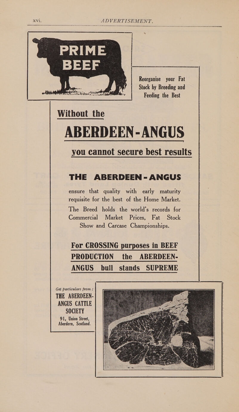 Reorganise your Fat Stock by Breeding and Feeding the Best Without the ABERDEEN -ANGUS you cannot secure best results THE ABERDEEN - ANGUS ensure that quality with early maturity requisite for the best of the Home Market. The Breed holds the world’s records for Commercial Market Prices, Fat Stock Show and Carcase Championships. For CROSSING purposes in BEEF PRODUCTION the ABERDEEN- ANGUS bull stands SUPREME Get particulars from : THE ABERDEEN- ANGUS CATTLE SOCIETY 91, Union Street, Aberdeen, Scotland.