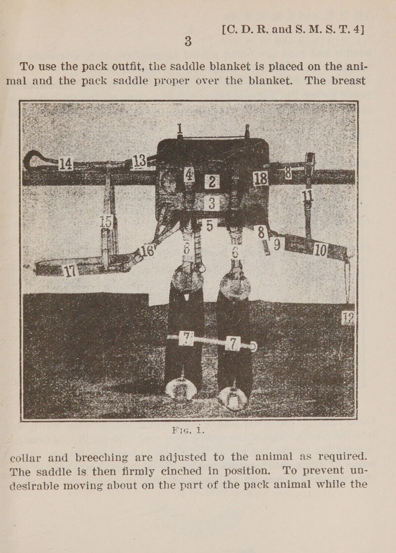 3 To use the pack outfit, the saddle blanket is placed on the ani- mal and the pack saddle proper over the blanket. The breast  collar and breeching are adjusted to the animal as required. The saddle is then firmly cinched in position. To prevent un- desirable moving about on the part of the pack animal while the