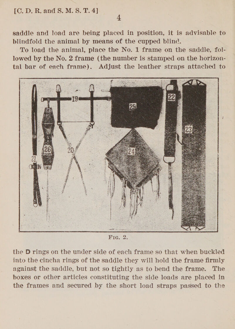 saddle and load are being placed in position, it is advisable to blindfold the animal by means of the cupped blind. To load the animal, place the No. 1 frame on the saddle, fol- lowed by the No. 2 frame (the number is stamped on the horizon- tal bar of each frame). Adjust the leather straps attached to the D rings on the under side of each frame so that when buckled into the cincha rings of the saddle they will hold the frame firmly against the saddle, but not so tightly as to bend the frame. The boxes or other articles constituting the side loads are placed in the frames and secured by the short load straps passed to the