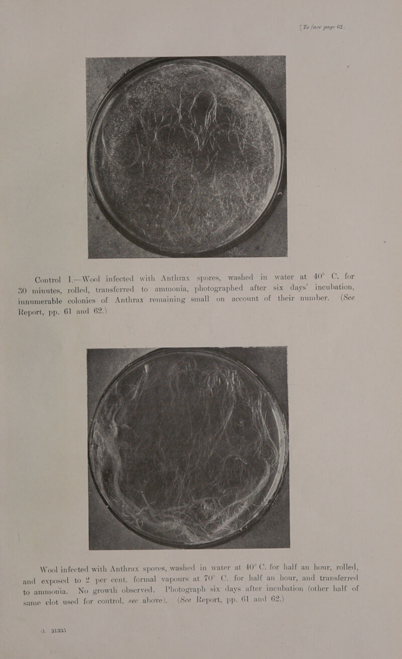 py Control I.—Wool infected with Anthrax spores, washed in water at AO On 10K 30 minutes, rolled, transferred to ammonia, photographed after six days’ incubation, ‘nnumerable colonies of Anthrax remaining small on account of their number. (See Report, pp. 61 and 62.) Wool infected with Anthrax spores, washed in water at 40° C. for half an hour, r ’ LOL. and exposed to 2 per cent. formal vapours at 70° ©. for half an hour, and transferred to ammonia. No growth observed. Photograph six days after incubation (other half of came clot used for control, see above). (See Report, pp. 61 and 62.)