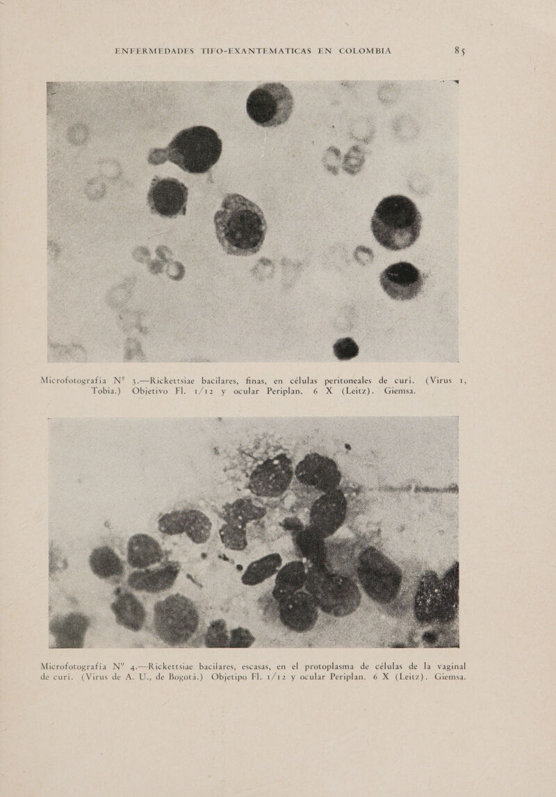  Microfotografía N* 3.—Rickettsiae bacilares, finas, en células peritoneales de curí. (Virus 1, Tobia.) Objetivo Fl. 1/12 y ocular Periplan. 6 X (Leitz). Giemsa.  Microfotografía N* 4.—Rickettsiae bacilares, escasas, en el protoplasma de células de la vaginal de curí. (Virus de A. U., de Bogotá.) Objetipo Fl. 1/12 y ocular Periplan. 6 X (Leitz). Giemsa.