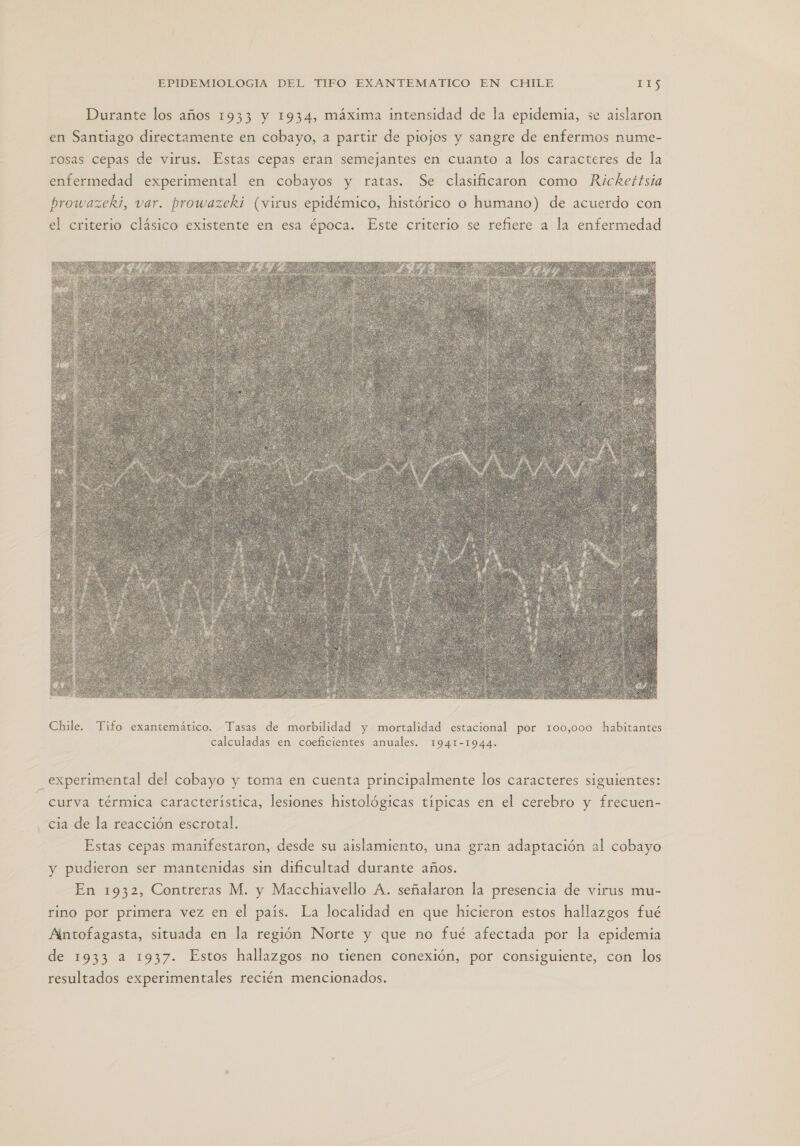 Durante los años 1933 y 1934, máxima intensidad de la epidemia, se aislaron en Santiago directamente en cobayo, a partir de piojos y sangre de enfermos nume- rosas cepas de virus. Estas cepas eran semejantes en cuanto a los caracteres de la enfermedad experimental en cobayos y ratas. Se clasificaron como Rickettsia prowazeki, var. prowazeki (virus epidémico, histórico o humano) de acuerdo con el criterio clásico existente en esa época. Este criterio se refiere a la enfermedad  Chile. Tifo exantemático. Tasas de morbilidad y mortalidad estacional por 100,000 habitantes calculadas en coeficientes anuales. 1941-1944. _ experimental del cobayo y toma en cuenta principalmente los caracteres siguientes: - curva térmica característica, lesiones histológicas típicas en el cerebro y frecuen- cia de la reacción escrotal. Estas cepas manifestaron, desde su aislamiento, una gran adaptación al cobayo y pudieron ser mantenidas sin dificultad durante años. En 1932, Contreras M. y Macchiavello A. señalaron la presencia de virus mu- rino por primera vez en el país. La localidad en que hicieron estos hallazgos fué Antofagasta, situada en la región Norte y que no fué afectada por la epidemia de 1933 a 1937. Estos hallazgos no tienen conexión, por consiguiente, con los resultados experimentales recién mencionados.