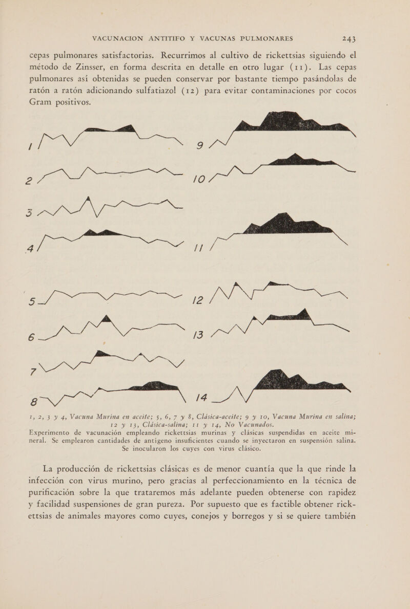 cepas pulmonares satisfactorias. Recurrimos al cultivo de rickettsias siguiendo el método de Zinsser, en forma descrita en detalle en otro lugar (11). Las cepas pulmonares así obtenidas se pueden conservar por bastante tiempo pasándolas de ratón a ratón adicionando sulfatiazol (12) para evitar contaminaciones por cocos  6 AI ETS 13 E TS pa Y 1,2,3 Y 4, Vacuna Murina en aceite; 5, 6, 7 y 8, Clásica-aceite; 9 y 10, Vacuna Murina en salina; 12 y 13, Clásica-salina; 11 y 14, No Vacunados. Experimento de vacunación empleando rickettsias murinas y clásicas suspendidas en aceite mi- neral. Se emplearon cantidades de antígeno insuficientes cuando se inyectaron en suspensión salina. Se inocularon los cuyes con virus clásico.  La producción de rickettsias clásicas es de menor cuantía que la que rinde la infección con virus murino, pero gracias al perfeccionamiento en la técnica de purificación sobre la que trataremos más adelante pueden obtenerse con rapidez y facilidad suspensiones de gran pureza. Por supuesto que es factible obtener rick- ettsias de animales mayores como cuyes, conejos y borregos y si se quiere también
