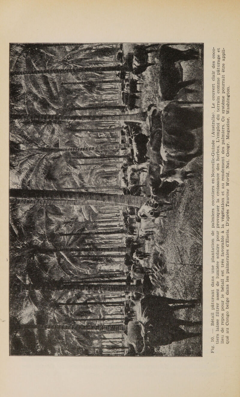  (Australie). Le couvert clair des coco- Nouvelle-Gu tiers laisse filtrer assez de lumiêre solaire pour provoquer la croissance des herbes. L'emploi du terra lers en iers cocot : ig. 10. — Bétail pâturant dans une plantation de palm F turage et t être appli- In comme pa x eme pourral . Ce syst lers t au rendement des palm égétation e lieu de repos pour le bétail est très favorable à la v , Washington, ine Worid, Nat. Geogr. Magaz ine Taur is. D’après d’Elae Congo belge dans les palmeraies qué au