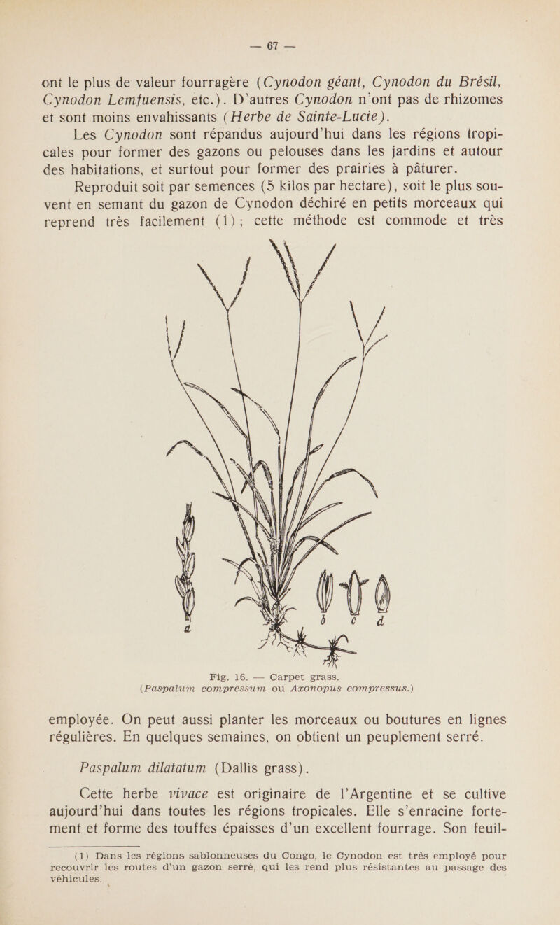 ont le plus de valeur fourragère (Cynodon géant, Cynodon du Brésil, Cynodon Lemfuensis, etc.). D'autres Cynodon n'ont pas de rhizomes et sont moins envahissants ( Herbe de Sainte-Lucie). Les Cynodon sont répandus aujourd'hui dans les régions tropi- cales pour former des gazons ou pelouses dans les jardins et autour des habitations, et surtout pour former des prairies à pâturer. Reproduit soit par semences (5 kilos par hectare), soit le plus sou- vent en semant du gazon de Cynodon déchiré en petits morceaux qui reprend très facilement (1); cette méthode est commode et très  employée. On peut aussi planter les morceaux ou boutures en lignes régulières. En quelques semaines, on obtient un peuplement serré. Paspalum dilatatum (Dallis grass). Cette herbe vivace est originaire de l’Argentine et se cultive aujourd’hui dans toutes les régions tropicales. Elle s’enracine forte- ment et forme des touffes épaisses d’un excellent fourrage. Son feuil-  (1) Dans les régions sablonneuses du Congo, le Cynodon est très employé pour recouvrir les routes d’un gazon serré, qui les rend plus résistantes au passage des véhicules.