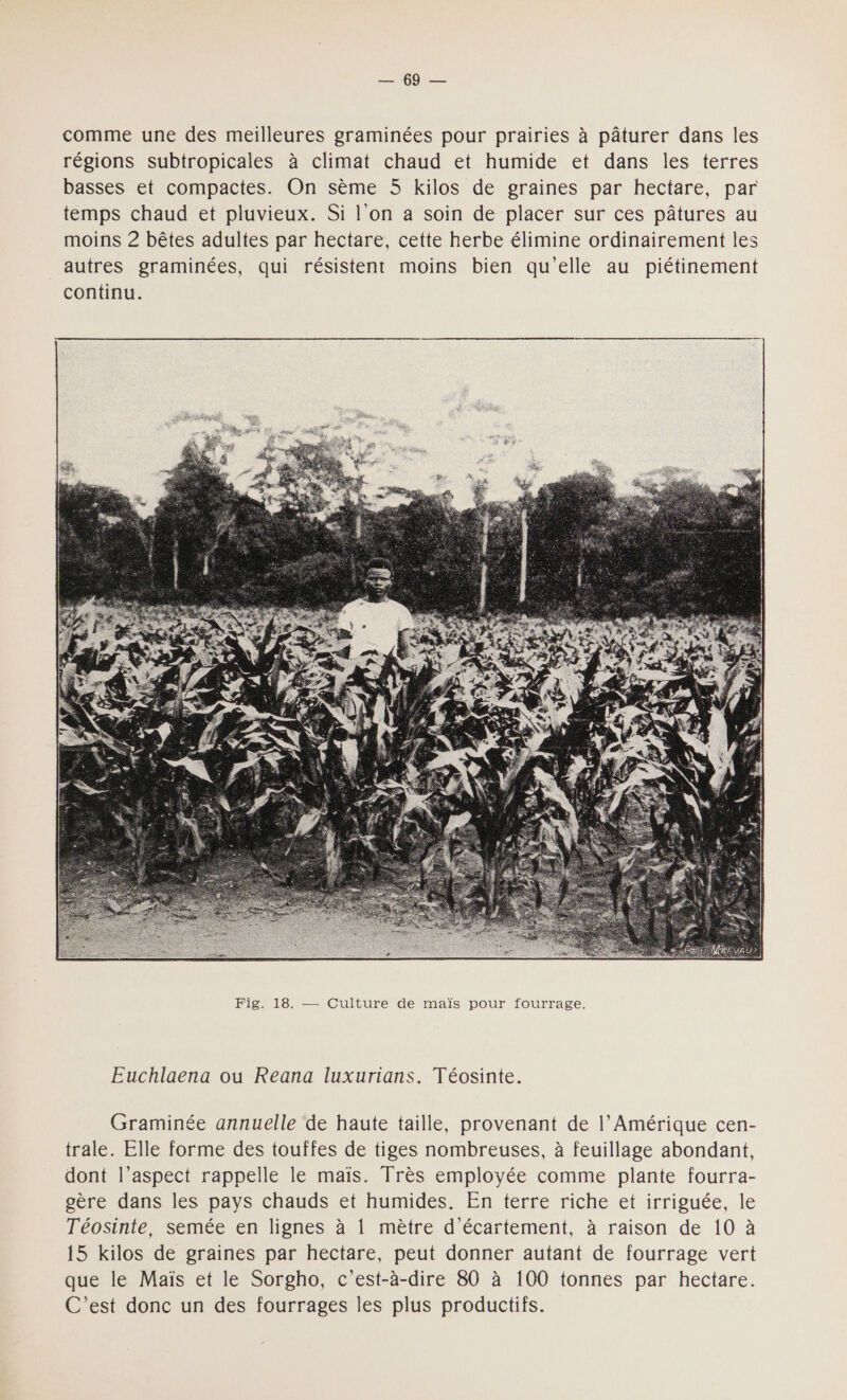 PE TS NE comme une des meilleures graminées pour prairies à pâturer dans les régions subtropicales à climat chaud et humide et dans les terres basses et compactes. On sème 5 kilos de graines par hectare, par temps chaud et pluvieux. Si l'on a soin de placer sur ces pâtures au moins 2 bêtes adultes par hectare, cette herbe élimine ordinairement les autres graminées, qui résistent moins bien qu'elle au piétinement continu.  Fig. 18. — Culture de maïs pour fourrage. Euchlaena ou Reana luxurians. Téosinte. Graminée annuelle de haute taille, provenant de l’ Amérique cen- trale. Elle forme des touffes de tiges nombreuses, à feuillage abondant, dont l’aspect rappelle le mais. Très employée comme plante fourra- sère dans les pays chauds et humides. En terre riche et irriguée, le Téosinte, semée en lignes à 1 mètre d'écartement, à raison de 10 à 15 kilos de graines par hectare, peut donner autant de fourrage vert que le Maïs et le Sorgho, c’est-à-dire 80 à 100 tonnes par hectare. C’est donc un des fourrages les plus productifs.