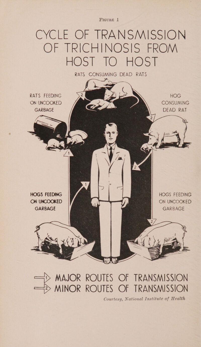 FIGURE 1 CYCLE OF TRAINS sores OF LRICFNOSISSERGi BOO tO Tae RATS CONSUMING DEAD RATS   RATS FEEDING HOG ON UNCOOKED CONSUMING DEAD RAT      GARBAGE  HOGS FEEDING ON UNCOOKED GARBAGE HOGS FEEDING jf ON UNCOOKED GARBAGE  