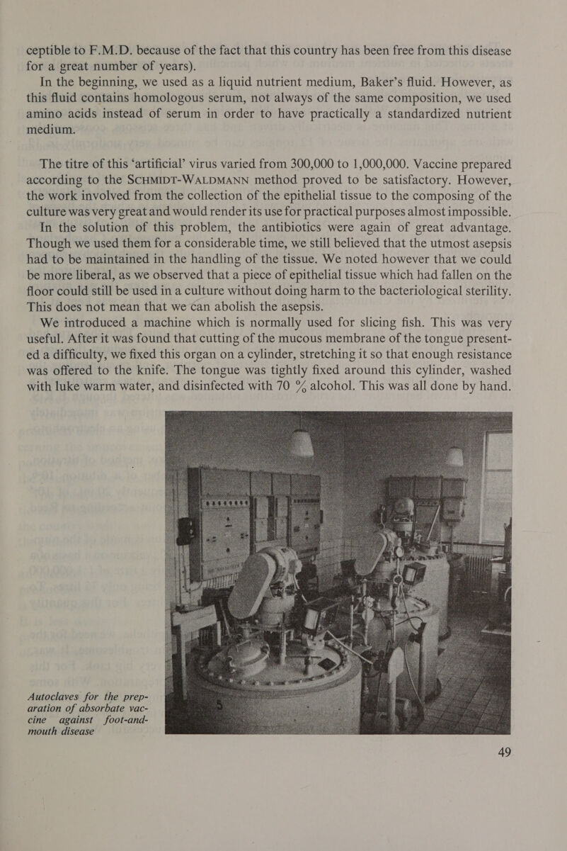 ceptible to F.M.D. because of the fact that this country has been free from this disease for a great number of years). In the beginning, we used as a liquid nutrient medium, Baker’s fluid. However, as this fluid contains homologous serum, not always of the same composition, we used amino acids instead of serum in order to have practically a standardized nutrient medium. The titre of this ‘artificial’ virus varied from 300,000 to 1,000,000. Vaccine prepared according to the SCHMIDT-WALDMANN method proved to be satisfactory. However, the work involved from the collection of the epithelial tissue to the composing of the culture was very great and would render its use for practical purposes almost impossible. In the solution of this problem, the antibiotics were again of great advantage. Though we used them for a considerable time, we still believed that the utmost asepsis had to be maintained in the handling of the tissue. We noted however that we could be more liberal, as we observed that a piece of epithelial tissue which had fallen on the floor could still be used in a culture without doing harm to the bacteriological sterility. This does not mean that we can abolish the asepsis. We introduced a machine which is normally used for slicing fish. This was very useful. After it was found that cutting of the mucous membrane of the tongue present- ed a difficulty, we fixed this organ on a cylinder, stretching it so that enough resistance was offered to the knife. The tongue was tightly fixed around this cylinder, washed with luke warm water, and disinfected with 70 % alcohol. This was all done by hand. Autoclaves for the prep- aration of absorbate vac- cine against foot-and- mouth disease 