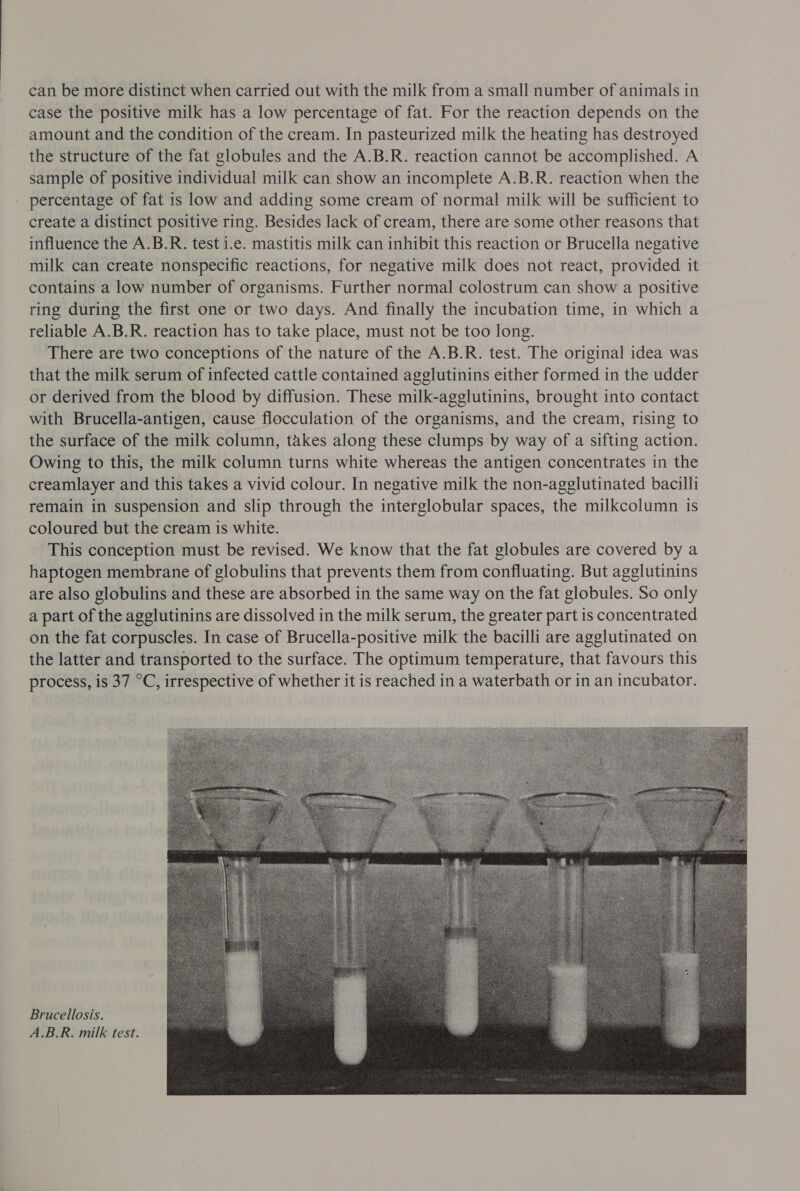 can be more distinct when carried out with the milk from a small number of animals in case the positive milk has a low percentage of fat. For the reaction depends on the amount and the condition of the cream. In pasteurized milk the heating has destroyed the structure of the fat globules and the A.B.R. reaction cannot be accomplished. A sample of positive individual milk can show an incomplete A.B.R. reaction when the percentage of fat is low and adding some cream of normal milk will be sufficient to create a distinct positive ring. Besides lack of cream, there are some other reasons that influence the A.B.R. test i.e. mastitis milk can inhibit this reaction or Brucella negative milk can create nonspecific reactions, for negative milk does not react, provided it contains a low number of organisms. Further normal colostrum can show a positive ring during the first one or two days. And finally the incubation time, in which a reliable A.B.R. reaction has to take place, must not be too long. There are two conceptions of the nature of the A.B.R. test. The original idea was that the milk serum of infected cattle contained agglutinins either formed in the udder or derived from the blood by diffusion. These milk-agglutinins, brought into contact with Brucella-antigen, cause flocculation of the organisms, and the cream, rising to the surface of the milk column, takes along these clumps by way of a sifting action. Owing to this, the milk column turns white whereas the antigen concentrates in the creamlayer and this takes a vivid colour. In negative milk the non-agglutinated bacilli remain in suspension and slip through the interglobular spaces, the milkcolumn is coloured but the cream is white. This conception must be revised. We know that the fat globules are covered by a haptogen membrane of globulins that prevents them from confluating. But agglutinins are also globulins and these are absorbed in the same way on the fat globules. So only a part of the agglutinins are dissolved in the milk serum, the greater part is concentrated on the fat corpuscles. In case of Brucella-positive milk the bacilli are agglutinated on the latter and transported to the surface. The optimum temperature, that favours this process, is 37 °C, irrespective of whether it is reached in a waterbath or in an incubator. Brucellosis. A.B.R. milk test. 