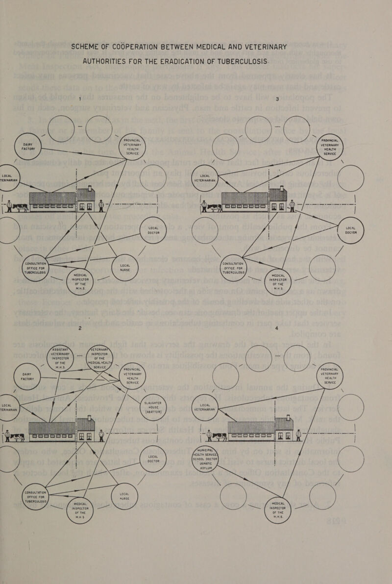 SCHEME OF COOPERATION BETWEEN MEDICAL AND VETERINARY AUTHORITIES FOR THE ERADICATION OF TUBERCULOSIS.         “age ES» /-—-——- Sone   mn ERC genome A | COD oo oo oo 