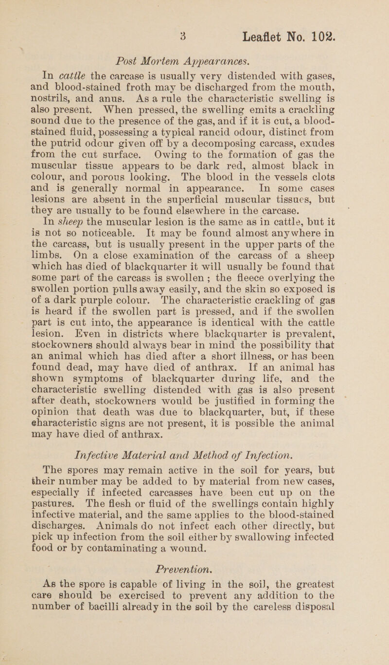 Post Mortem Appearances. In cattle the carcase is usually very distended with gases, and blood-stained froth may be discharged from the mouth, nostrils, and anus. Asarule the characteristic swelling is also present. When pressed, the swelling emits a crackling sound due to the presence of the gas, and if it is cut, a blood- stained fluid, possessing a typical rancid odour, distinct from the putrid odcur given off by a decomposing carcass, exudes from the cut surface. Owing to the formation of gas the muscular tissue appears to be dark red, almost black in colour, and porous looking. The blood in the vessels clots and is generally normal in appearance. In some cases lesions are absent in the superficial muscular tissues, but they are usually to be found elsewhere in the carcase. In sheep the muscular lesion is the same as in cattle, but it is not so noticeable. It may be found almost anywhere in the carcass, but is usually present in the upper parts of the limbs. On a close examination of the carcass of a sheep which has died of blackquarter it will usually be found that some part of the carcass is swollen; the fleece overlying the swollen portion pulls away easily, and the skin so exposed is of a dark purple colour. The characteristic crackling of gas is heard if the swollen part is pressed, and if the swollen part is cut into, the appearance is identical with the cattle lesion. Even in districts where blackquarter is prevalent, stockowners should always bear in mind the possibility that an animal which has died after a short illness, or has been found dead, may have died of anthrax. If an animal has shown symptoms of blackquarter during life, and the characteristic swelling distended with gas is also present after death, stockowners would be justified in forming the opinion that death was due to blackquarter, but, if these eharacteristic signs are not present, it is possible the animal may have died of anthrax. Infective Material and Method of Infection. The spores may remain active in the soil for years, but their number may be added to by material from new cases, especially if infected carcasses have been cut up on the pastures. The flesh or fluid of the swellings contain highly infective material, and the same applies to the blood-stained discharges. Animals do not infect each other directly, but pick up infection from the soil either by swallowing infected food or by contaminating a wound. Prevention. As the spore is capable of living in the soi], the greatest care should be exercised to prevent any addition to the number of bacilli already in the soil by the careless disposal