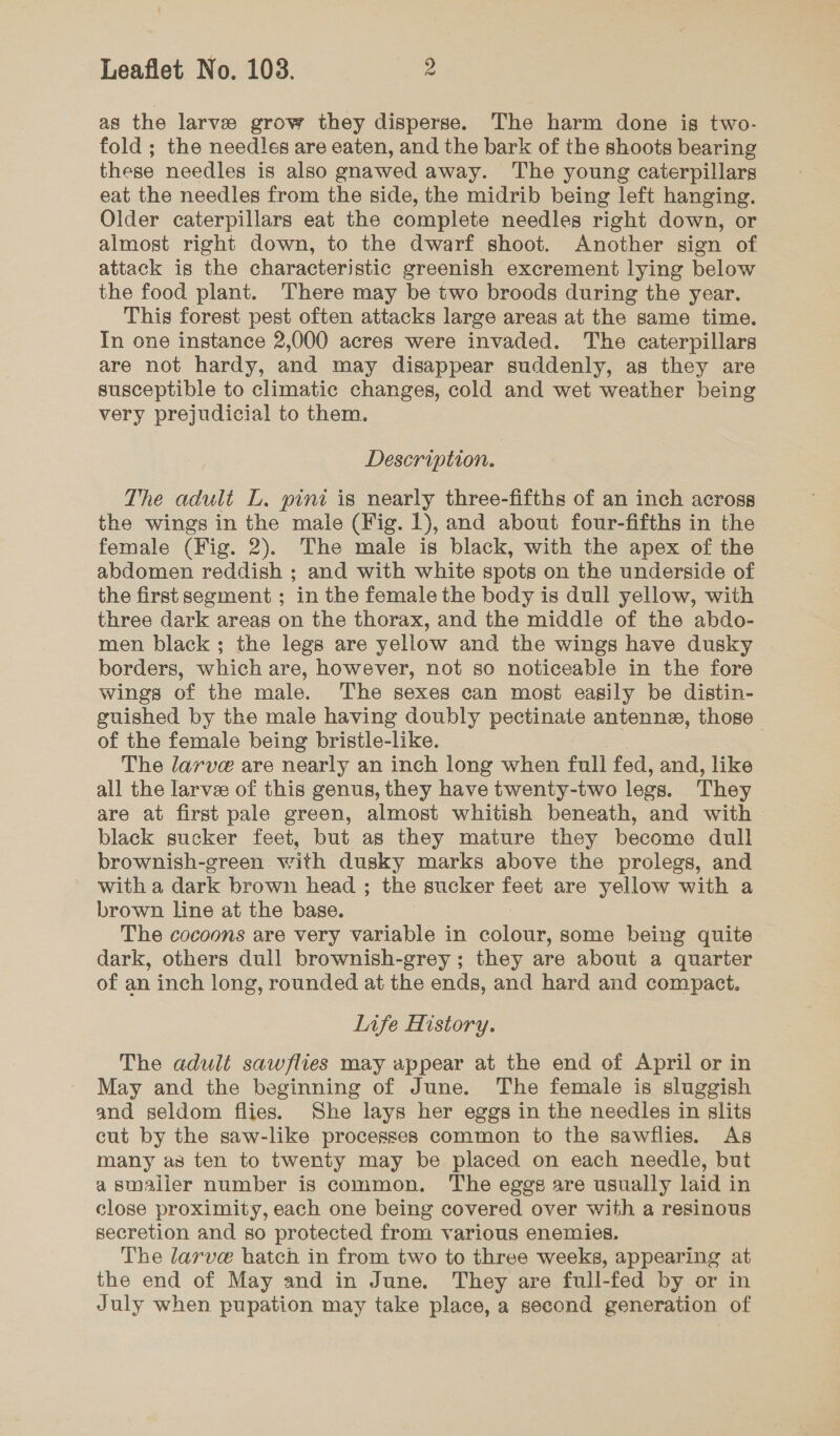 as the larve grow they disperse. The harm done is two- fold ; the needles are eaten, and the bark of the shoots bearing these needles is also gnawed away. The young caterpillars eat the needles from the side, the midrib being left hanging. Older caterpillars eat the complete needles right down, or almost right down, to the dwarf shoot. Another sign of attack is the characteristic greenish excrement lying below the food plant. There may be two broods during the year. This forest pest often attacks large areas at the same time. In one instance 2,000 acres were invaded. The caterpillars are not hardy, and may disappear suddenly, as they are susceptible to climatic changes, cold and wet weather being very prejudicial to them. Description. The adult L. pini is nearly three-fifths of an inch across the wings in the male (Fig. 1), and about four-fifths in the female (Fig. 2). The male is black, with the apex of the abdomen reddish ; and with white spots on the underside of the first segment ; in the female the body is dull yellow, with three dark areas on the thorax, and the middle of the abdo- men black; the legs are yellow and the wings have dusky borders, which are, however, not so noticeable in the fore wings of the male. The sexes can most easily be distin- guished by the male having doubly pectinate antenne, those of the female being bristle-like. The larve are nearly an inch long when full fed, and, like all the larve of this genus, they have twenty-two legs. They are at first pale green, almost whitish beneath, and with black sucker feet, but as they mature they become dull brownish-green with dusky marks above the prolegs, and with a dark brown head ; the sucker feet are yellow with a brown line at the base. The cocoons are very variable in ere some being quite dark, others dull brownish-grey ; they are about a quarter of an inch long, rounded at the ends, and hard and compact. Life History. The adult sawflies may appear at the end of April or in May and the beginning of June. The female is sluggish and seldom flies. She lays her eggs in the needles in slits cut by the saw-like processes common to the sawflies. As many as ten to twenty may be placed on each needle, but a smaller number is common. The eggs are usually laid in close proximity, each one being covered over with a resinous secretion and so protected from various enemies. The larve hatch in from two to three weeks, appearing at the end of May and in June. They are full-fed by or in July when pupation may take place, a second generation of
