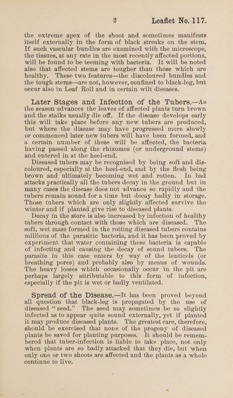 the extreme apex of the shoot and sometimes manifests itself externally in the form of black streaks on the stem, If such vascular bundles are examined with the microscope, the tissues, at any rate in the most recently affected portions, will be found to be teeming with bacteria. It will be noted also that affected stems are tougher than those which are healthy. These two features—the discoloured bundles and the tough stems—are not, however, confined to black-leg, but occur also in Leaf Roll and in certain wilt diseases. Later Stages and Infection of the Tubers.—As the season advances the leaves of affected plants turn brown and .the stalks usually die off. If the disease develops early this will take place before any new tubers are produced, but where the disease may have progressed more slowly or commenced later new tubers will have been formed, and a certain number of these will be affected, the bacteria having passed along the rhizomes (or underground stems) and entered in at the heel-end. Diseased tubers may be recognised by being soft and dis- coloured, especially at the heel-end, and by the flesh being brown and ultimately becoming wet and rotten. In bad attacks practically all the tubers decay in the ground but in many cases the disease does not advance so rapidly and the tubers remain sound for a time but decay badly in storage. Those tubers which are only slightly affected survive the winter and if planted give rise to diseased plants. Decay in the store is also increased by infection of healthy tubers through contact with those which are diseased. The soft, wet mass formed in the rotting diseased tubers contains millions of the parasitic bacteria, and it has been proved by experiment that water containing these bacteria is capable of infecting and causing the decay of sound tubers. The parasite in this case enters by way of the lenticels (or breathing pores) and probably also by means of wounds. The heavy losses which occasionally occur in the pit are perhaps largely attributable to this form of infection, especially if the pit is wet or badly ventilated. Spread of the Disease.—It has been proved beyond all question that black-leg is propagated by the use of diseased “‘seed.”’ The seed may sometimes be so slightly infected as to appear quite sound externally, yet if planted it may produce diseased plants. The greatest care, therefore, should be exercised that nove of the progeny of diseased plants be saved for planting purposes. It should be remem- bered that tuber-infection is liable to take place, not only when plants are so badly attacked that they die, but when only one or two shoots are affected and the plants as a whole continue to live.