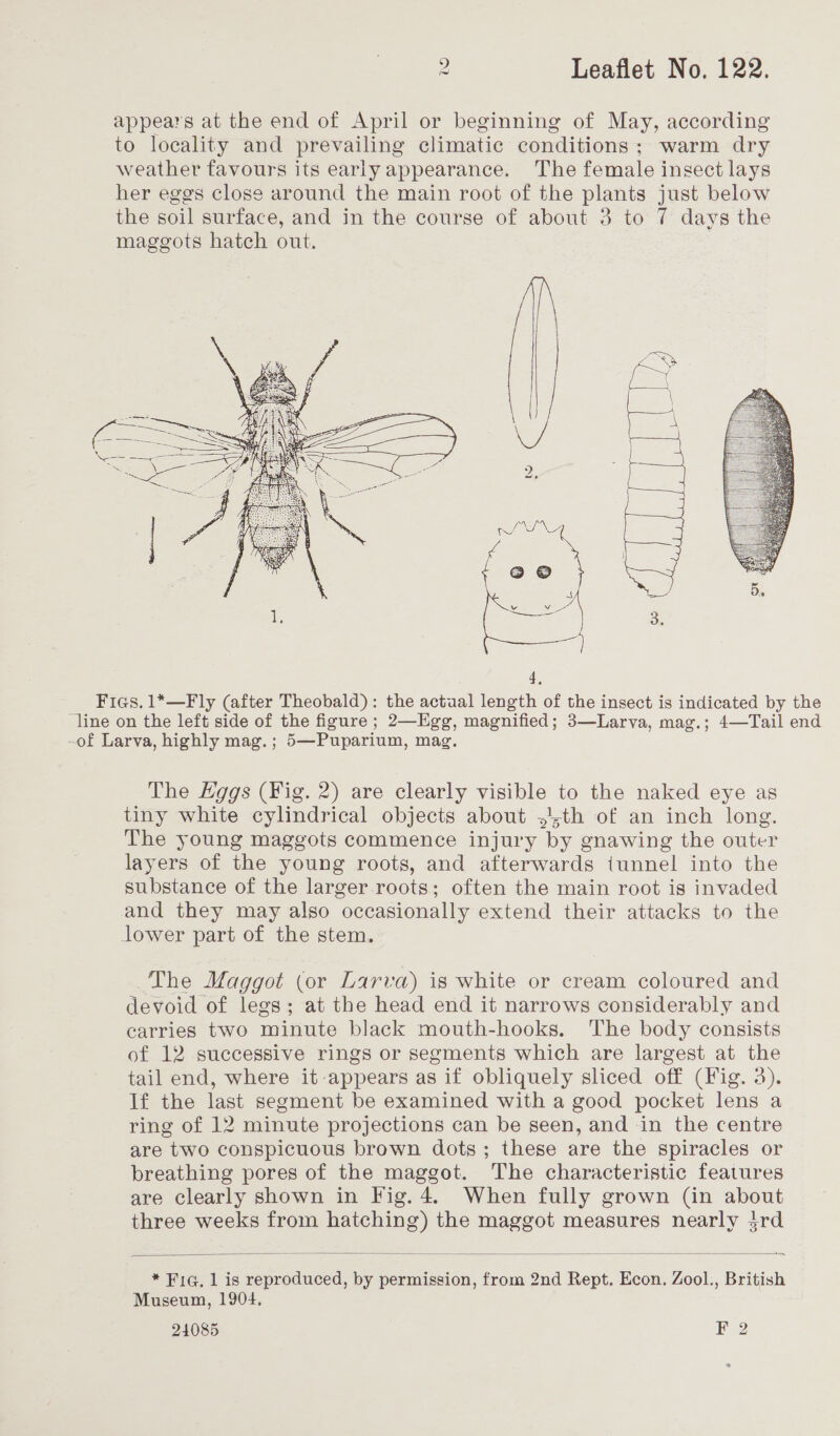 appears at the end of April or beginning of May, according to locality and prevailing climatic conditions; warm dry weather favours its early appearance. The female insect lays her eggs close around the main root of the plants just below the soil surface, and in the course of about 3 to 7 days the maggots hatch out.   The Hggs (Fig. 2) are clearly visible to the naked eye as tiny white cylindrical objects about ,4th of an inch long. The young maggots commence injury by gnawing the outer layers of the young roots, and afterwards iunnel into the substance of the larger roots; often the main root is invaded and they may also occasionally extend their attacks to the lower part of the stem. The Maggot (or Larva) is white or cream coloured and devoid of legs; at the head end it narrows considerably and carries two minute black mouth-hooks. The body consists of 12 successive rings or segments which are largest at the tail end, where it appears as if obliquely sliced off (Fig. 3). If the last segment be examined with a good pocket lens a ring of 12 minute projections can be seen, and in the centre are two conspicuous brown dots; these are the spiracles or breathing pores of the maggot. The characteristic features are clearly shown in Fig. 4. When fully grown (in about three weeks from hatching) the maggot measures nearly jrd  * Fig. 1 is reproduced, by permission, from 2nd Rept. Econ. Zool., British Museum, 1904,