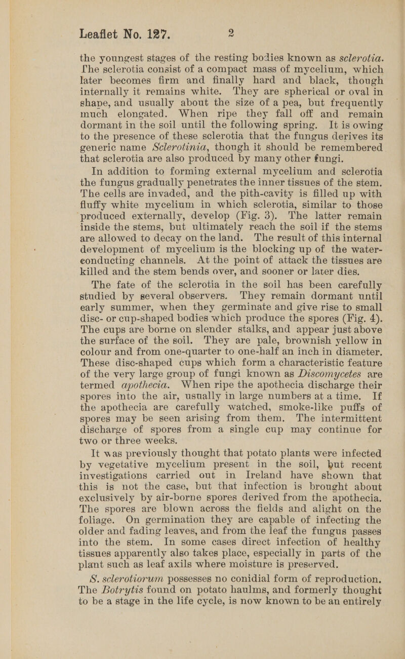 the youngest stages of the resting bodies known as sclerotia. Che sclerotia consist of a compact mass of mycelium, which later becomes firm and finally hard and black, though internally it remains white. They are spherical or oval in shape, and usually about the size of a pea, but frequently much elongated. When ripe they fall off and remain dormant in the soil until the following spring. It is owing to the presence of these sclerotia that the fungus derives its generic name Sclerotinia, though it should be remembered that sclerotia are also produced by many other fungi. In addition to forming external mycelium and sclerotia the fungus gradually penetrates the inner tissues of the stem. The cells are invaded, and the pith-cavity is filled up with fluffy white mycelium in which sclerotia, similar to those produced externally, develop (Fig. 3). The latter remain inside the stems, but ultimately reach the soil if the stems are allowed to decay onthe land. The result of this internal development of mycelium is the blocking up of the water- eonducting channels. At the point of attack the tissues are killed and the stem bends over, and sooner or later dies. The fate of the sclerotia in the soil has been carefully studied by several observers. They remain dormant until early summer, when they germinate and give rise to small disc- or cup-shaped bodies which produce the spores (Fig. 4). The cups are borne on slender stalks, and appear just above the surface of the soil. They are pale, brownish yellow in colour and from one-quarter to one-half an inch in diameter. These disc-shaped cups which form a characteristic feature of the very large group of fungi known as Discomycetes are termed apothecia. When ripe the apothecia discharge their spores into the air, usually in large numbers ata time. If the apothecia are carefully watched, smoke-like puffs of spores may be seen arising from them. The intermittent discharge of spores from a single cup may continue for two or three weeks. It was previously thought that potato plants were infected by vegetative mycelium present in the soil, but recent investigations carried out in Ireland have shown that this is not the case, but that infection is brought about exclusively by air-borne spores derived from the apothecia. The spores are blown across the fields and alight on the foliage. On germination they are capable of infecting the older and fading leaves, and from the leaf the fungus passes into the stem. In some cases direct infection of healthy tissues apparently also takes place, especially in parts of the plant such as leaf axils where moisture is preserved. S. sclerotiorum possesses no conidial form of reproduction. The Botrytis found on potato haulms, and formerly thought to be a stage in the life cycle, is now known to be an entirely