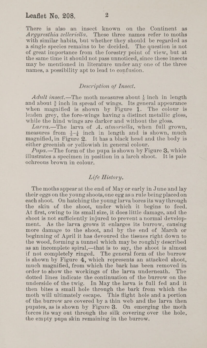 There is also an insect known on the Continent as Argyresthia zelleriella. These three names refer to moths with similar habits, but whether they should be regarded as a single species remains to be decided. The question is not of great importance from the forestry point of view, but at the same time it should not pass unnoticed, since these insects may be mentioned in literature under any one of the three names, a possibility apt to lead to confusion. Description of Insect. Adult insect.—The moth measures about } inch in length and about 2 inch in spread of wings. Its general appearance when magnified is shown by Figure 1. The colour is leaden grey, the fore-wings having a distinct metallic gloss, while the hind wings are darker and without the gloss. Larva.—The larva of A. atmoriella, when full grown, measures from 4-4 inch in length and is shown, much magnified,in Figure 2. It has a black head and the body is either greenish or yellowish in general colour. Pupa.—The form of the pupa is shown by Figure 8, which illustrates a specimen in position in a larch shoot. Itis pale ochreous brown in colour. Life History. The moths appear at the end of May or early in June and lay their eggs on the young shoots, one egg asa rule being placed on each shoot. On hatehing the young larva bores its way through the skin of the shoot, under which it begins to feed. At first, owing to its small size, it does little damage, and the shoot is not sufficiently injured to prevent a normal develop- ment. As the larva grows it enlarges its burrow, causing more damage to the shoot, and by the end of March or beginning of April it has devoured the tissues right down to the wood, forming a tunnel which may be roughly described as an incomplete spiral,—that is to say, the shoot is almost if not completely ringed. The general form of the burrow is Shown by Figure 4, which represents an attacked shoot, much magnified, from which the bark has been removed in order to show the workings of the larva underneath. The dotted lines indicate the continuation of the burrow on the underside of the twig. In May the larva is full fed and it then bites a small hole through the bark from which the moth will ultimately escape. This flight hole and a portion of the burrow are covered by a thin web and the larva then pupates, as is shown by Figure 8. On emerging the moth forces its way out through the silk covering over the hole, the empty pupa skin remaining in the burrow.