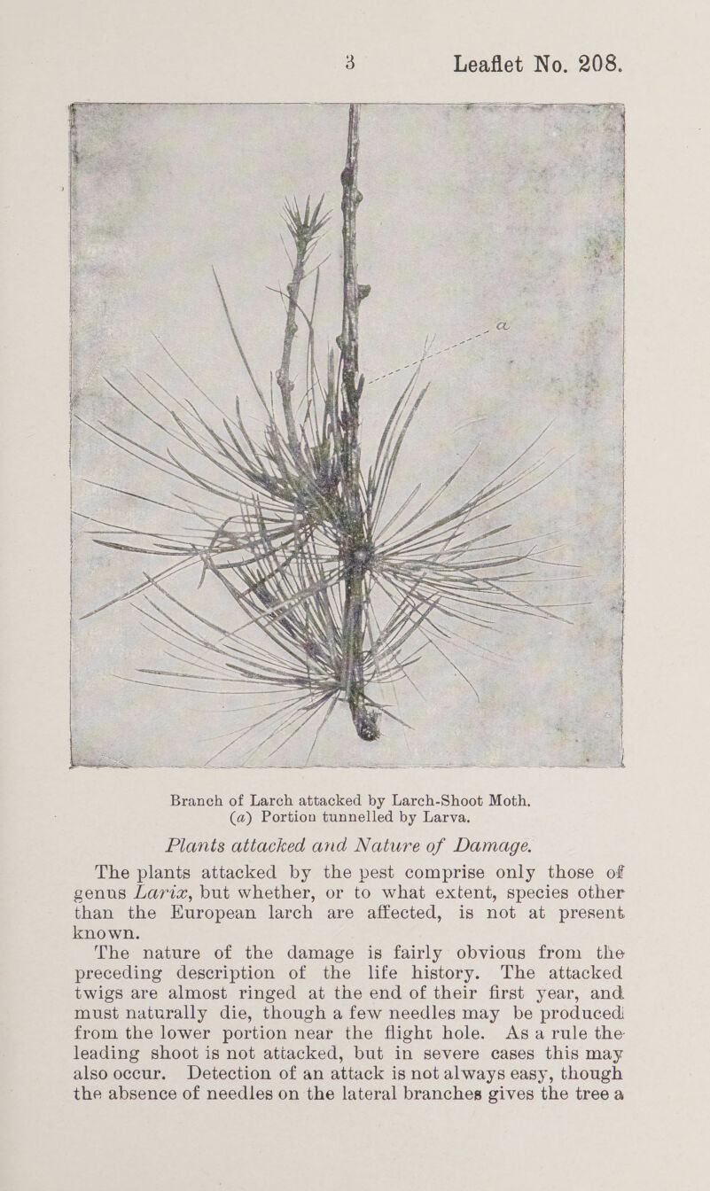          ERE ay te a  / ae a ee     Plants attacked and Nature of Damage. The plants attacked by the pest comprise only those of genus Lariz, but whether, or to what extent, species other than the European larch are affected, is not at present known. The nature of the damage is fairly obvious from the preceding description of the life history. The attacked twigs are almost ringed at the end of their first year, and must naturally die, though a few needles may be produced, from the lower portion near the flight hole. Asa rule the leading shoot is not attacked, but in severe cases this may also occur. Detection of an attack is not always easy, though the absence of needles on the lateral branches gives the tree a