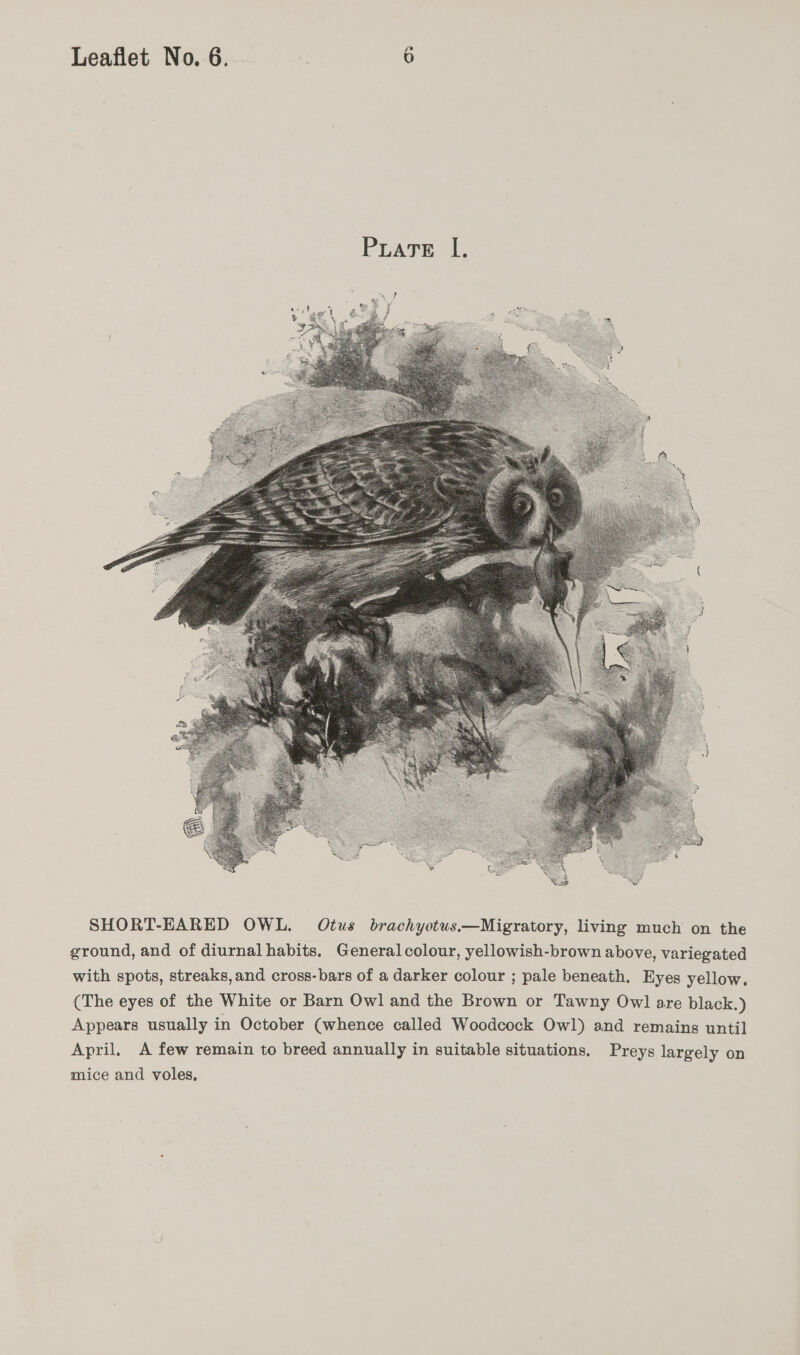  SHORT-EARED OWL. Otus brachyotus.—Migratory, living much on the ground, and of diurnal habits, Generalcolour, yellowish-brown above, variegated with spots, streaks,and cross-bars of a darker colour ; pale beneath. Eyes yellow. (The eyes of the White or Barn Owl and the Brown or Tawny Owl are black.) Appears usually in October (whence called Woodcock Owl) and remains until April, A few remain to breed annually in suitable situations. Preys largely on mice and voles,