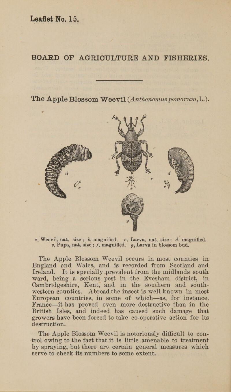 BOARD OF AGRICULTURE AND FISHERIES. The Apple Blossom Weevil (Anthonomus pomorum,L.). v7 a, Weevil, nat. size; 5b, magnified. c, Larva, nat. size; d, magnified, é, Pupa, nat. size; 7, magnified. g, Larva in blossom bud. The Apple Blossom Weevil occurs in most counties in England and Wales, and is recorded from Scotland and Ireland. It is specially prevalent from the midlands south ward, being a serious pest in the Evesham district, in Cambridgeshire, Kent, and in the southern and south- western counties. Abroad the insect is well known in most European countries, in some of which—as, for instance, France—it has proved even more destructive than in the British Isles, and indeed has caused such damage that growers have been forced to take co-operative action for its destruction. The Apple Blossom Weevil is notoriously difficult to con- trol owing to the fact that it is little amenable to treatment by spraying, but there are certain general measures which serve to check its numbers to some extent.