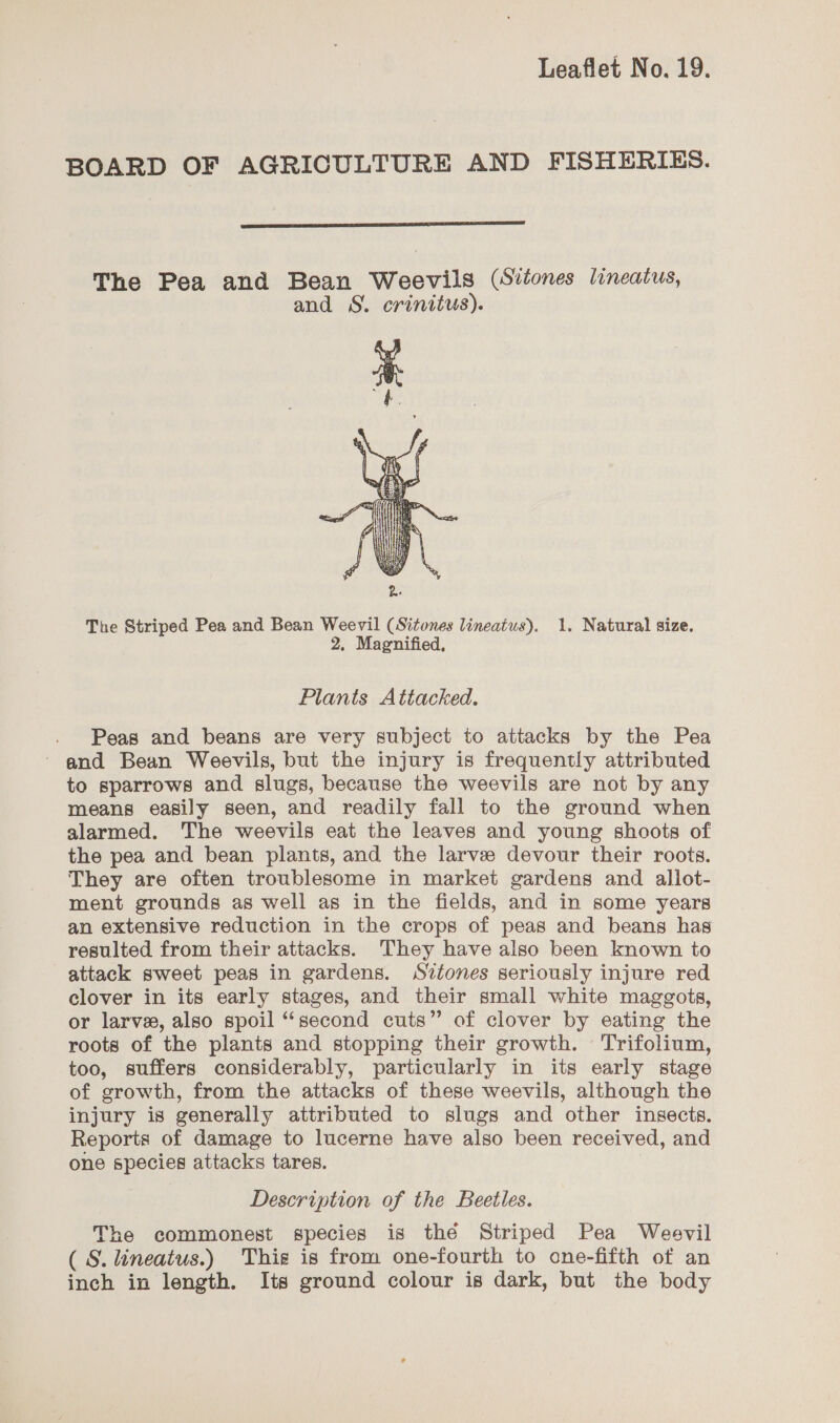 BOARD OF AGRICULTURE AND FISHERIES. The Pea and Bean Weevils (Sitones lineatus, and S. crinitus). The Striped Pea and Bean Weevil (Sitones lineatus). 1. Natural size. 2. Magnified, Plants Attacked. Peas and beans are very subject to attacks by the Pea ~ and Bean Weevils, but the injury is frequently attributed to sparrows and slugs, because the weevils are not by any means easily seen, and readily fall to the ground when alarmed. The weevils eat the leaves and young shoots of the pea and bean plants, and the larve devour their roots. They are often troublesome in market gardens and allot- ment grounds as well as in the fields, and in some years an extensive reduction in the crops of peas and beans has resulted from their attacks. They have also been known to attack sweet peas in gardens. sSitones seriously injure red clover in its early stages, and their small white maggots, or larve, also spoil “second cuts” of clover by eating the roots of the plants and stopping their growth. Trifolium, too, suffers considerably, particularly in its early stage of growth, from the attacks of these weevils, although the injury is generally attributed to slugs and other insects. Reports of damage to lucerne have also been received, and one species attacks tares. | Description of the Beetles. The commonest species is the Striped Pea Weevil ( S. lineatus.) This is from one-fourth to one-fifth of an inch in length. Its ground colour is dark, but the body