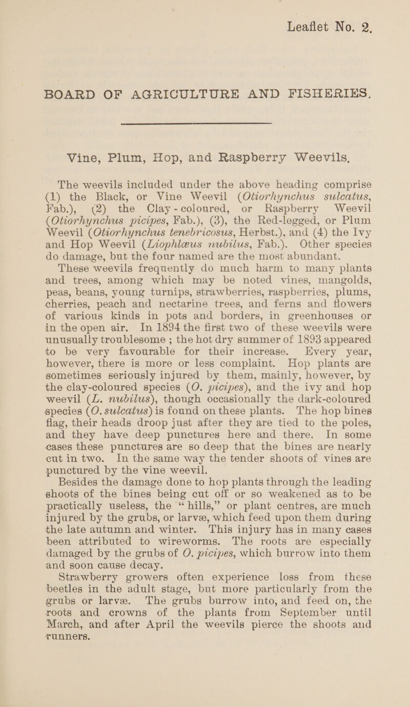 BOARD OF AGRICULTURE AND FISHERIES, Vine, Plum, Hop, and Raspberry Weevils, The weevils included under the above heading comprise (1) the Black, or Vine Weevil (Otiorhynchus sulcatus, Fab.), (2) the Clay-coloured, or Raspberry Weevil (Otiorhynchus picipes, Fab.), (3), the Red-legged, or Plum Weevil (Otiorhynchus tenebricosus, Herbst.), and (4) the Ivy and Hop Weevil (Liophleus nubilus, Fab.). Other species do damage, but the four named are the most abundant. These weevils frequently do much harm to many plants and trees, among which may be noted vines, mangolds, peas, beans, young turnips, strawberries, raspberries, plums, cherries, peach and nectarine trees, and ferns and flowers of various kinds in pots and borders, in greenhouses or in the open air. In 1894 the first two of these weevils were unusually troublesome ; the hot dry summer of 1893 appeared to be very favourable for their increase. Every year, however, there is more or less complaint. Hop plants are sometimes seriously injured by them, mainly, however, by the clay-coloured species (O. picipes), and the ivy and hop weevil (L. nubilus), though occasionally the dark-coloured species (O. sulcatus) is found on these plants. The hop bines flag, their heads droop just after they are tied to the poles, and they have deep punctures here and there. In some eases these punctures are so deep that the bines are nearly cut in two. In the same way the tender shoots of vines are punctured by the vine weevil. Besides the damage done to hop plants through the leading shoots of the bines being cut off or so weakened as to be practically useless, the “hills,” or plant centres, are much injured by the grubs, or larvae, which feed upon them during the late autumn and winter. This injury has in many cases been attributed to wireworms. The roots are especially damaged by the grubs of O. picipes, which burrow into them and soon cause decay. | Strawberry growers often experience loss from these beetles in the adult stage, but more particularly from the grubs or larve. The grubs burrow into, and feed on, the roots and crowns of the plants from September until March, and after April the weevils pierce the shoots and runners.