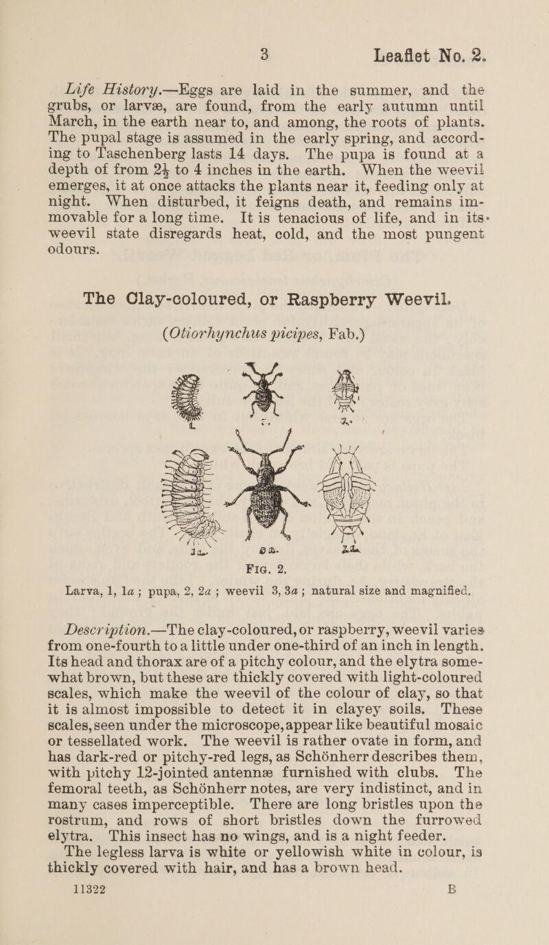 Life History.—Kggs are laid in the summer, and the srubs, or larvee, are found, from the early autumn until March, in the earth near to, and among, the roots of plants. The pupal stage is assumed in the early spring, and accord- ing to Taschenberg lasts 14 days. The pupa is found at a depth of from 24 to 4 inches in the earth. When the weevil emerges, it at once attacks the plants near it, feeding only at night. When disturbed, it feigns death, and remains im- movable for along time. It is tenacious of life, and in its- yee state disregards heat, cold, and the most pungent odours. The Clay-coloured, or Raspberry Weevil.  Larva, 1, la; pupa, 2, 2a; weevil 3, 3a; natural size and magnified, Description.—The clay-coloured, or raspberry, weevil varies from one-fourth to a little under one-third of an inch in length. Its head and thorax are of a pitchy colour, and the elytra some- what brown, but these are thickly covered with light-coloured scales, which make the weevil of the colour of clay, so that it is almost impossible to detect it in clayey soils. These scales,seen under the microscope, appear like beautiful mosaic or tessellated work. The weevil is rather ovate in form, and has dark-red or pitchy-red legs, as Schonherr describes them, with pitchy 12-jointed antennez furnished with clubs. The femoral teeth, as Schénherr notes, are very indistinct, and in many cases imperceptible. There are long bristles upon the rostrum, and rows of short bristles down the furrowed elytra. This insect has no wings, and is a night feeder. The legless larva is white or yellowish white in colour, is thickly covered with hair, and has a brown head. 11322 B