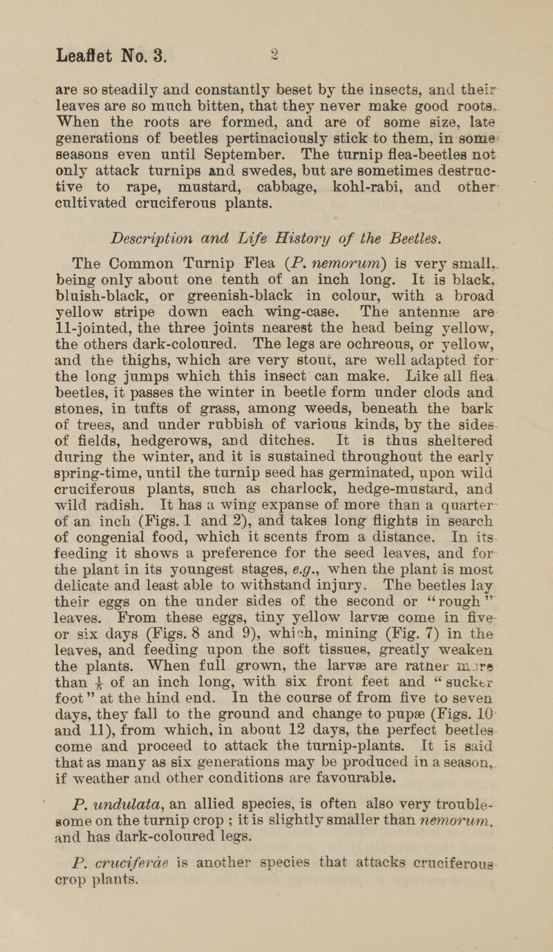 are so steadily and constantly beset by the insects, and their leaves are so much bitten, that they never make good roots. When the roots are formed, and are of some size, late generations of beetles pertinaciously stick to them, in some: seasons even until September. The turnip flea-beetles not only attack turnips and swedes, but are sometimes destruc- tive to rape, mustard, cabbage, kohl-rabi, and other cultivated cruciferous plants. Description and Life History of the Beetles. The Common Turnip Flea (P. nemorum) is very small,. being only about one tenth of an inch long. It is black, bluish-black, or greenish-black in colour, with a broad yellow stripe down each wing-case. The antenne are: 11-jointed, the three joints nearest the head being yellow, the others dark-coloured. The legs are ochreous, or yellow, and the thighs, which are very stout, are well adapted for: the long jumps which this insect’ can make. Like all fiea. beetles, it passes the winter in beetle form under clods and stones, in tufts of grass, among weeds, beneath the bark of trees, and under rubbish of various kinds, by the sides. of fields, hedgerows, and ditches. It is thus sheltered during the winter, and it is sustained throughout the early - spring-time, until the turnip seed has germinated, upon wild cruciferous plants, such as charlock, hedge-mustard, and wild radish. It has a wing expanse of more than a quarter’ of an inch (Figs.1 and 2), and takes long flights in search of congenial food, which it scents from a distance. In its. feeding it shows a preference for the seed leaves, and for the plant in its youngest stages, ¢.g., when the plant is most delicate and least able to withstand injury. The beetles lay their eggs on the under sides of the second or “rough” leaves. From these eggs, tiny yellow larve come in five. or six days (Figs. 8 and 9), which, mining (Fig. 7) in the leaves, and feeding upon the soft tissues, greatly weaken the plants. When full grown, the larve are rather mors than + of an inch long, with six front feet and “sucker foot” at the hind end. In the course of from five to seven days, they fall to the ground and change to pupe (Figs. 10: and 11), from which, in about 12 days, the perfect beetles. come and proceed to attack the turnip-plants. It is said thatas many as six generations may be produced in a season, if weather and other conditions are favourable. P. undulata, an allied species, is often also very trouble- some on the turnip crop ; itis slightly smaller than nemorwm, and has dark-coloured legs. P. cruciferae is another species that attacks cruciferous. crop plants.