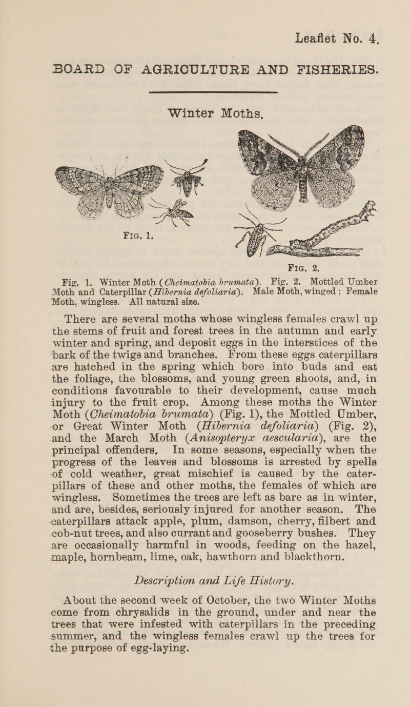 BOARD OF AGRICULTURE AND FISHERIES.  Winter Moths,  Fig, 1. Winter Moth (Cheimatobia brumata). Fig. 2. Mottled Umber Moth and Caterpillar (Hibernia defoliaria). Male Moth, winged ; Female “Moth, wingless. All natural size. There are several moths whose wingless females crawl up the stems of fruit and forest trees in the autumn and early winter and spring, and deposit eggs in the interstices of the bark of the twigs and branches. From these eggs caterpillars are hatched in the spring which bore into buds and eat the foliage, the blossoms, and young green shoots, and, in conditions favourable to their development, cause much injury to the fruit crop. Among these moths the Winter Moth (Cheimatobia brumata) (Fig. 1), the Mottled Umber, or Great Winter Moth (Hibernia defoliaria) (Fig. 2), and the March Moth (Anisopteryx aescularia), are the principal offenders, In some seasons, especially when the progress of the leaves and blossoms is arrested by spells -of cold weather, great mischief is caused by the cater- pillars of these and other moths, the females of which are wingless. Sometimes the trees are left as bare as in winter, and are, besides, seriously injured for another season. The -eaterpillars attack apple, plum, damson, cherry, filbert and eob-nut trees, and also currant and gooseberry bushes. They are occasionally harmful in woods, feeding on the hazel, maple, hornbeam, lime, oak, hawthorn and blackthorn. Description and Life History. About the second week of October, the two Winter Moths come from chrysalids in the ground, under and near the trees that were infested with caterpillars in the preceding summer, and the wingless females crawl up the trees for the purpose of egg-laying.