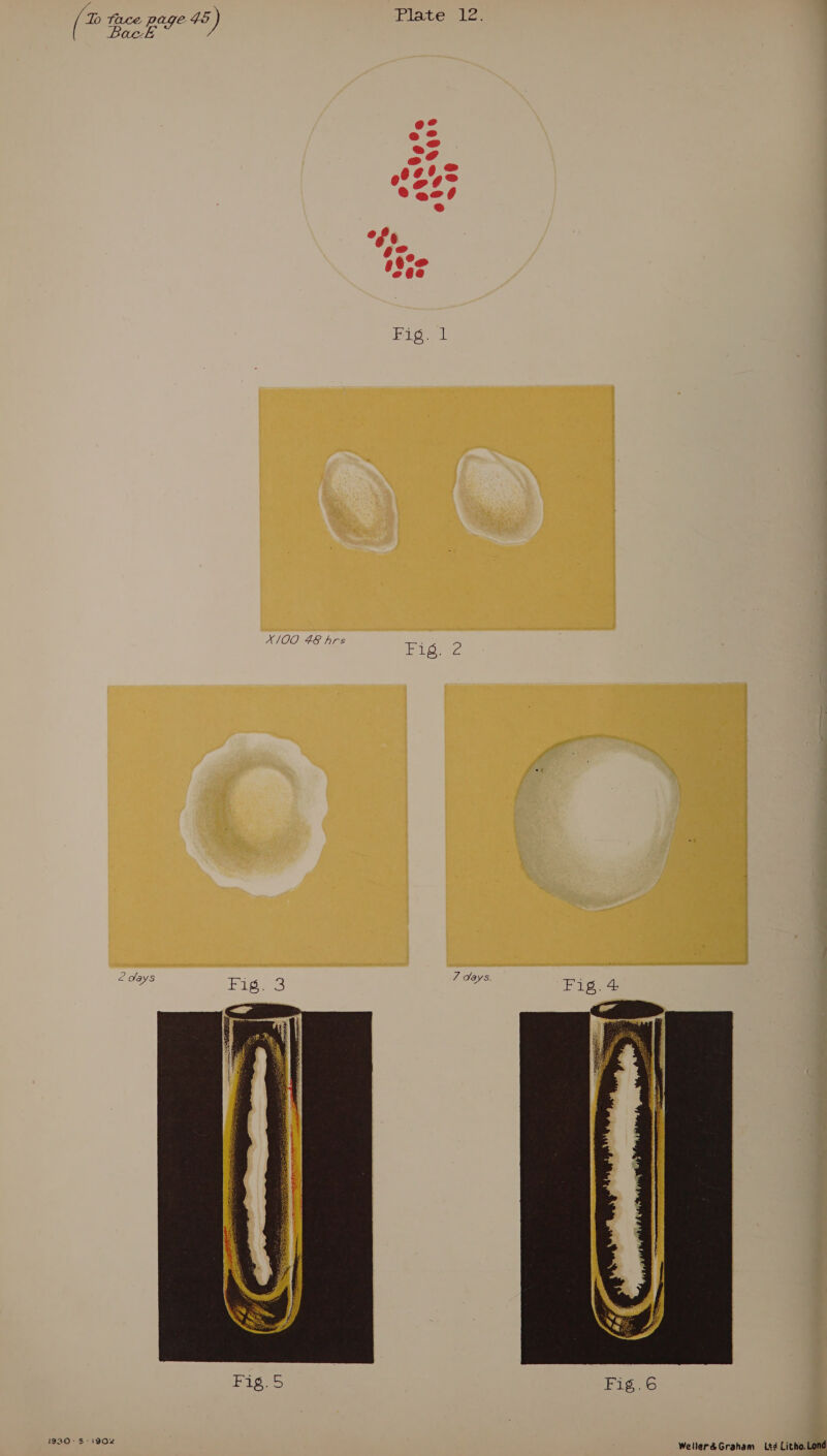 bk pes: Plate 12. [2 tee pag ?) Fig. 2 2 days 7 ays.  1930:5-1902