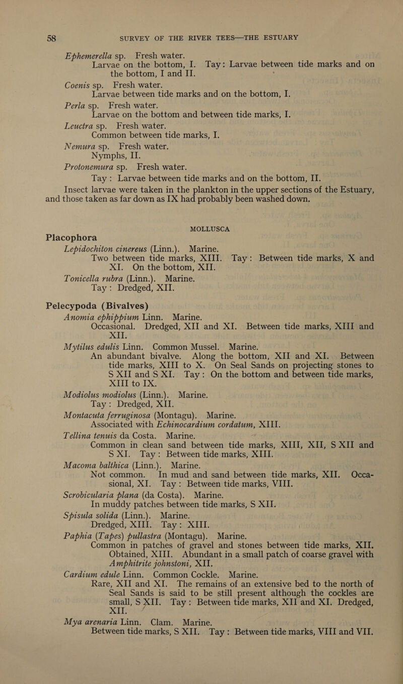 Ephemerella sp. Fresh water. . Larvae on the bottom, I. Tay: Larvae between tide marks and on the bottom, I and II. Coenis sp. Fresh water. Larvae between tide marks and on the bottom, I. Perla sp. Fresh water. Larvae on the bottom and between tide marks, I. Leuctra sp. Fresh water. Common between tide marks, I. Nemura sp. Fresh water. Nymphs, II. Protonemura sp. Fresh water. Tay : Larvae between tide marks and on the bottom, II. Insect larvae were taken in the plankton in the upper sections of the Estuary, and those taken as far down as IX had probably been washed down. MOLLUSCA Placophora Lepidochiton cinereus (Linn.). Marine. Two between tide marks, XIII. Tay: Between tide marks, X and XI. On the bottom, XII. Tomicella rubra (Linn.). Marine. Tay: Dredged, XII. Pelecypoda (Bivalves) Anomia ephippium Linn. Marine. Occasional. Dredged, XII and XI. Between tide marks, XIII and XII. Mytilus edulis Linn. Common Mussel. Marine. An abundant bivalve. Along the bottom, XII and XI. Between tide marks, XIII to X. On Seal Sands on projecting stones to S XII andS XI. Tay: On the bottom and between tide marks, XIII to IX. Modiolus modiolus (Linn.). Marine. Tay: Dredged, XII. Montacuta ferruginosa (Montagu). Marine. Associated with Echinocardium cordatum, XIII. Tellina tenuis da Costa. Marine. Common in clean sand between tide rn afies XIII, XII, S XII and S XI. Tay: Between tide marks, XIII. Macoma balthica (Linn.). Marine. Not common. In mud and sand between tide marks, XII. Occa- sional, XI. Tay: Between tide marks, VIII. Scrobicularia plana (da Costa). Marine. In muddy patches between tide marks, S XII. Spisula solida (Linn.). Marine. Dredged, XIII. Tay: XIII. Papa (Tapes) pullastra (Montagu). Marine. Common in patches of gravel and stones between tide marks, XII. Obtained, XIII. Abundant in a small patch of coarse gravel with Ampihutrite johnstom, XII. Cardium edule Linn. Common Cockle. Marine. Rare, XII and XI. The remains of an extensive bed to the north of Seal Sands is said to be still present although the cockles are small, S XII. Tay: Between tide marks, XII and XI. Dredged, Lenk Mya arenaria Linn. Clam. Marine. Between tide marks, S XII. Tay: Between tide marks, VIII and VII.
