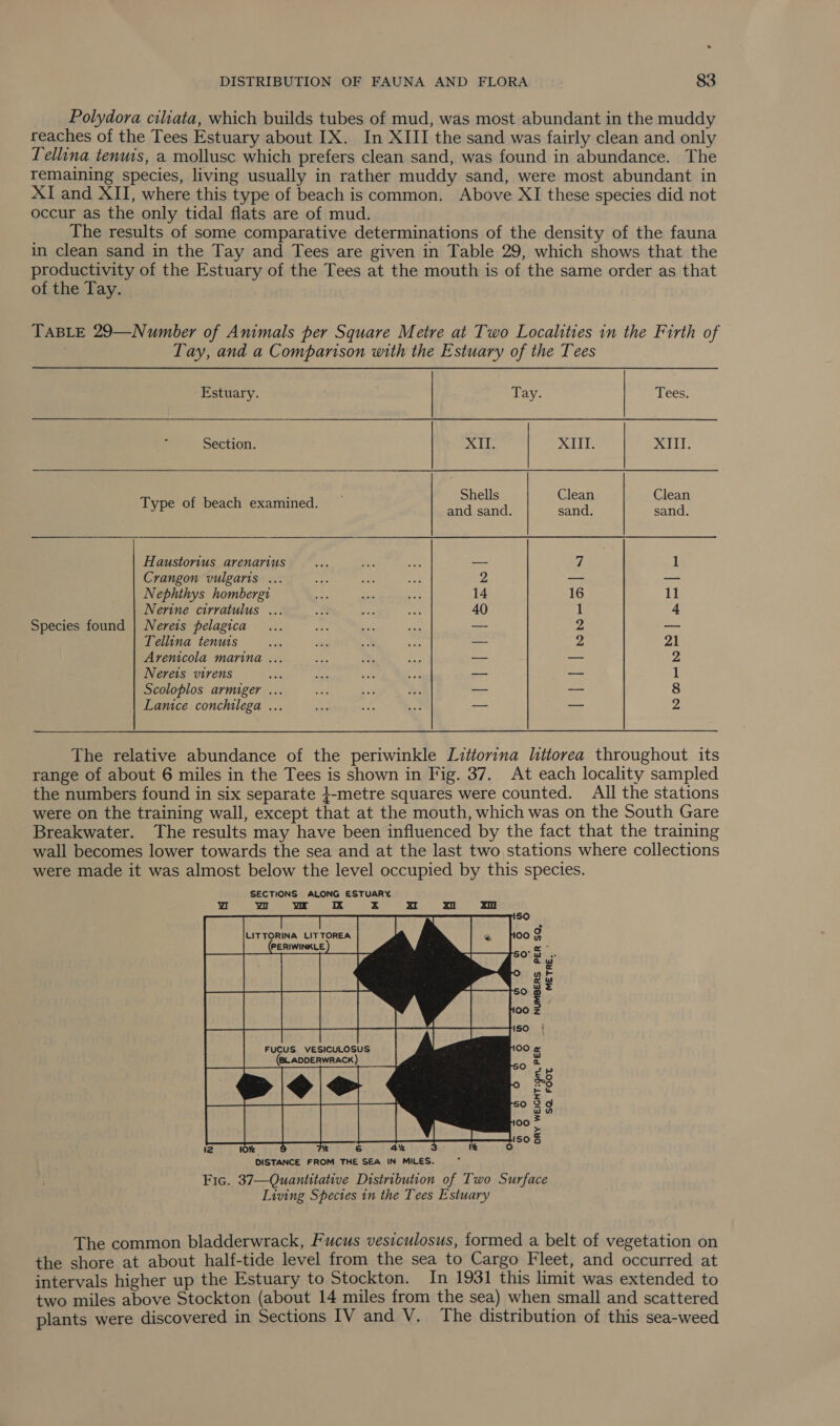 Polydora ciliata, which builds tubes of mud, was most abundant in the muddy reaches of the Tees Estuary about IX. In XIII the sand was fairly clean and only Lellina tenuis, a mollusc which prefers clean sand, was found in abundance. The remaining species, living usually in rather muddy sand, were most abundant in XI and XII, where this type of beach is common. Above XI these species did not occur as the only tidal flats are of mud. ___The results of some comparative determinations of the density of the fauna in clean sand in the Tay and Tees are given in Table 29, which shows that the productivity of the Estuary of the Tees at the mouth is of the same order as that of the Tay. TABLE 29—Number of Animals per Square Metre at Two Localities in the Firth of Tay, and a Comparison with the Estuary of the Tees   Estuary. Tay. | Tees: Section. | At | AIT. | XITI. : Shells Clean Clean Type of beach examined. pa eee pee ApS Haustorius arenarius — 7 : 1 Crangon vulgaris ... 2 _ — Nephthys hombergt 14 16 11 Nerine cirratulus .. 40 1 4 Species found | Nereis pelagica —- 2 — Tellina tenuis oe — pe 21 Aremicola marina ... — — 2 Nereis virens me — — 1 Scoloplos armiger ... — — 8 Lanice conchilega ... —- — 2 The relative abundance of the periwinkle Littorina littorea throughout its range of about 6 miles in the Tees is shown in Fig. 37. At each locality sampled the numbers found in six separate }-metre squares were counted. All the stations were on the training wall, except that at the mouth, which was on the South Gare Breakwater. The results may have been influenced by the fact that the training wall becomes lower towards the sea and at the last two stations where collections were made it was almost below the level occupied by this species. SECTIONS ALONG ESTUARY w ww pI Kk x aI LITTORINA LITTOREA af PERIWINKLE oloulnolet bh   UMBERS PER SQ, METRE z FUCUS VESICULOSUS 00 &amp; (@LaDDERWRACK) RY WEIGHT igm. PE SQ. FOOT i2 oe §©6§ , DISTANCE FROM THE SEA IN MILES. Fic. 37—Quantitative Distribution of Two Surface Living Spectes in the Tees Estuary The common bladderwrack, Fucus vesiculosus, formed a belt of vegetation on the shore at about half-tide level from the sea to Cargo Fleet, and occurred at intervals higher up the Estuary to Stockton. In 1931 this limit was extended to two miles above Stockton (about 14 miles from the sea) when small and scattered plants were discovered in Sections IV and V. The distribution of this sea-weed
