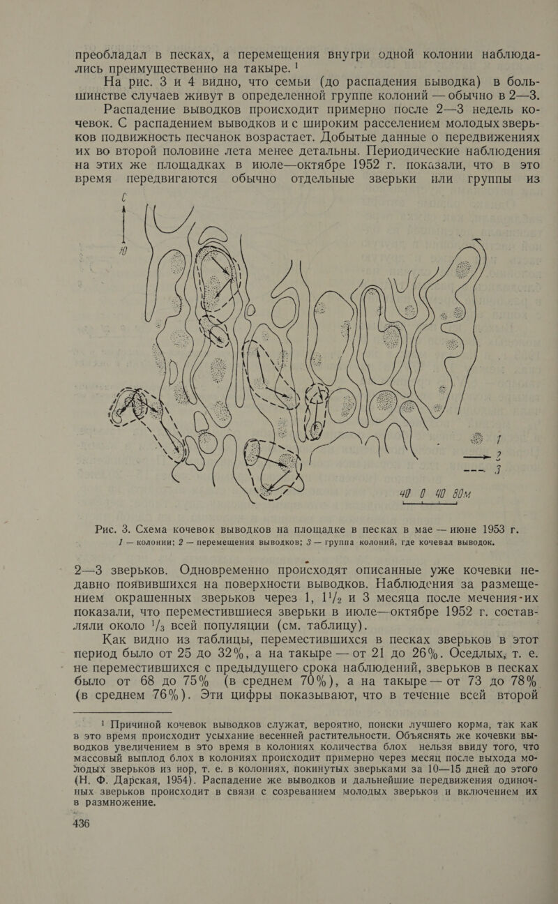 преобладал в песках, а перемещения внугри одной колонии наблюда- лись преимущественно на такыре. ! На рис. Зи 4 видно, что семьи (до распадения выводка) в боль- шинстве случаев живут в определенной группе колоний — обычно в 2—3. Распадение выводков происходит примерно после 2—3 недель ко- чевок. С распадением выводков и с широким расселением молодых зверь- ков подвижность песчанок возрастает. Добытые данные о передвижениях их во второй половине лета менее детальны. Периодические наблюдения на этих же площадках в июле октябре 1952 г. показали, что в это время передвигаются обычно отдельные зверьки или группы из  4 0 И дм —ыщ Рис. 3. Схема кочевок выводков на площадке в песках в мае — июне 1953 г. 1 — КОЛОНИИ; 2 — перемещения ВЫВОДКОВ; 3 — группа колоний, где кочевал выводок. 2—3 зверьков. Одновременно происходят описанные уже кочевки не- давно появившихся на поверхности выводков. Наблюдения за размеще- нием окрашенных зверьков через 1, 11/› и 3 месяца после мечения-их показали, что переместившиеся зверьки в июле— октябре 1952 г. состав- ляли около '!/з всей популяции (см. таблицу). Как видно из таблицы, переместившихся в песках зверьков в этот период было от 25 до 32%, а на такыре — от 21 до 26%. Оседлых, т. е. не переместившихся с предыдущего срока наблюдений, зверьков в песках было от 68 до 75% (в среднем 70%), а на такыре — от 73 до 78%. (в среднем 76%). Эти цифры показывают, что в течение всей второй 1 Причиной кочевок выводков служат, вероятно, поиски лучшего корма, так как в это время происходит усыхание весенней растительности. Объяснять же кочевки вы- водков увеличением в это время в колониях количества блох нельзя ввиду того, что массовый выплод блох в колониях происходит примерно через месяц после выхода мо- лодых зверьков из нор, т. е. в колониях, покинутых зверьками за 10—15 дней цо этого (Н. Ф. Дарская, 1954). Распадение же выводков и дальнейшие передвижения одиноч- ных зверьков происходит в связи с созреванием молодых зверьков и включением их в размножение.