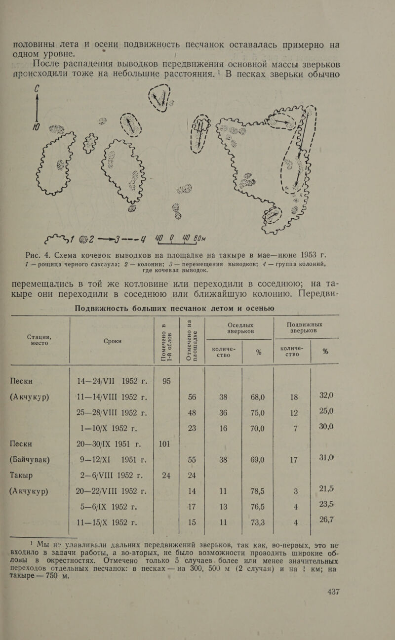 половины лета и осени Подвижность песчанок оставалась примерно на одном уровне. После распадения выводков передвижения основной массы зверьков происходили тоже на небольшие расстояния.! В песках зверьки обычно   ©! 2 —=1---4 940 Чин Рис. 4. Схема кочевок выводков на площадке на такыре в мае-июне 1953 г. 1 — рощица черного саксаула; 2 — колонии; 3 — перемещения выводков; 4 — группа колоний, где кочевал выводок. перемещались в той же котловине или переходили в соседнюю; на та- кыре они переходили в соседнюю или ближайшую колонию. Передви- Подвижность больших песчанок летом и осенью      в. ИЕ —— р место Сроки о | 54 в Пески 14—24/УП 1952 г. 95 (Акчукур) 11—14/\ Ш 1952 г. 56 38 68,0 18 32,0 25—28/МШ 1952 г. 48 36 75,0 12 25,0 1—10/Х 1952 г. 23 16 70,0 7 30,0 Пески 20—3З0ЛХ 1951 г. 101 (Байчувак) ОХ 1951г. 55 38 69,0 17 Зо Такыр 2—6/УШ 1952 г. 24 24 (Акчукур) | 20—22/МШ 1952 г. 14 и 78,5 3 21,5, БЕБДХ. 1959 тг в. 17 13 76,5 4 23,5, 11—15/Х 1952 г. 15 1 73,3 4 26,7  ' Мы не улавливали дальних передвижений зверьков, так как, во-первых, это не входило в задачи работы, а во-вторых, не было возможности проводить широкие об- ловы в окрестностях. Отмечено только 5 случаев. более или менее значительных переходов отдельных песчанок: в песках — на и 500 м (2 случая) и на ! км; на такыре — 750 м.