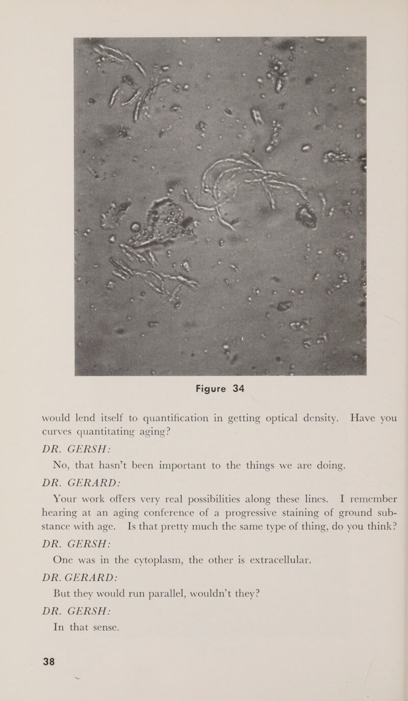  would lend itself to quantification in getting optical density. Have you curves quantitating aging? DR GEISH: No, that hasn’t been important to the things we are doing. Di. GERARD: Your work offers very real possibilities along these lines. JI remember hearing at an aging conference of a progressive staining of ground sub- stance with age. Is that pretty much the same type of thing, do you think? Dit. Gil bose One was in the cytoplasm, the other is extracellular. DR GERARD But they would run parallel, wouldn’t they? DR. GERSH: In that sense.