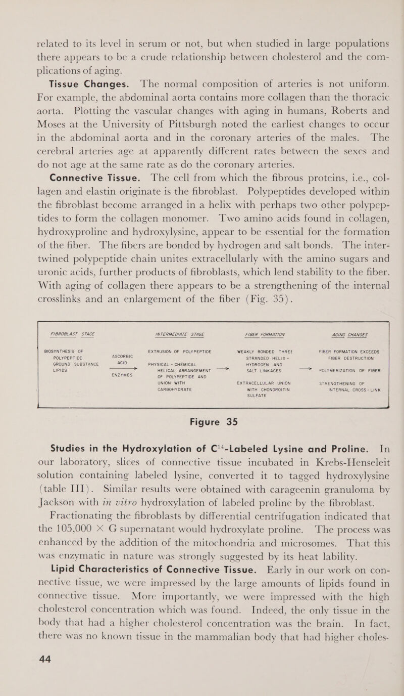 related to its level in serum or not, but when studied in large populations there appears to be a crude relationship between cholesterol and the com- plications of aging. Tissue Changes. ‘The normal composition of arteries is not uniform. For example, the abdominal aorta contains more collagen than the thoracic aorta. Plotting the vascular changes with aging in humans, Roberts and Moses at the University of Pittsburgh noted the earliest changes to occur in the abdominal aorta and in the coronary arteries of the males. ‘The cerebral arteries age at apparently different rates between the sexes and do not age at the same rate as do the coronary arteries. Connective Tissue. The cell from which the fibrous proteins, i.e., col- lagen and elastin originate is the fibroblast. Polypeptides developed within the fibroblast become arranged in a helix with perhaps two other polypep- tides to form the collagen monomer. ‘Two amino acids found in collagen, hydroxyproline and hydroxylysine, appear to be essential for the formation of the fiber. The fibers are bonded by hydrogen and salt bonds. ‘The inter- twined polypeptide chain unites extracellularly with the amino sugars and uronic acids, further products of fibroblasts, which lend stability to the fiber. With aging of collagen there appears to be a strengthening of the internal crosslinks and an enlargement of the fiber (Fig. 35).  BIOSYNTHESIS OF EXTRUSION OF POLYPEPTIDE WEAKLY BONDED THREE FIBER FORMATION EXCEEDS POLYPEPTIDE ASCORBIC STRANDED HELIX — FIBER DESTRUCTION GROUND SUBSTANCE ACID PHYSICAL - CHEMICAL HYDROGEN AND LIPIDS eas eS HELICAL ARRANGEMENT ~ &gt; SALT LINKAGES POLYMERIZATION OF FIBER ENZYMES OF POLYPEPTIDE AND UNION WITH EXTRACELLULAR UNION STRENGTHENING OF CARBOHYDRATE WITH CHONDROITIN INTERNAL CROSS - LINK SULFATE  Figure 35 Studies in the Hydroxylation of C''-Labeled Lysine and Proline. In our laboratory, slices of connective tissue incubated in Krebs-Henseleit solution containing labeled lysine, converted it to tagged hydroxylysine (table III). Similar results were obtained with carageenin granuloma by Jackson with in vitro hydroxylation of labeled proline by the fibroblast. _Fractionating the fibroblasts by differential centrifugation indicated that the 105,000 X G supernatant would hydroxylate proline. The process was enhanced by the addition of the mitochondria and microsomes. That this was enzymatic in nature was strongly suggested by its heat lability. Lipid Characteristics of Connective Tissue. Early in our work on con- nective tissue, we were impressed by the large amounts of lipids found in connective tissue. More importantly, we were impressed with the high cholesterol concentration which was found. Indeed, the only tissue in the body that had a higher cholesterol concentration was the brain. In fact, there was no known tissue in the mammalian body that had higher choles-