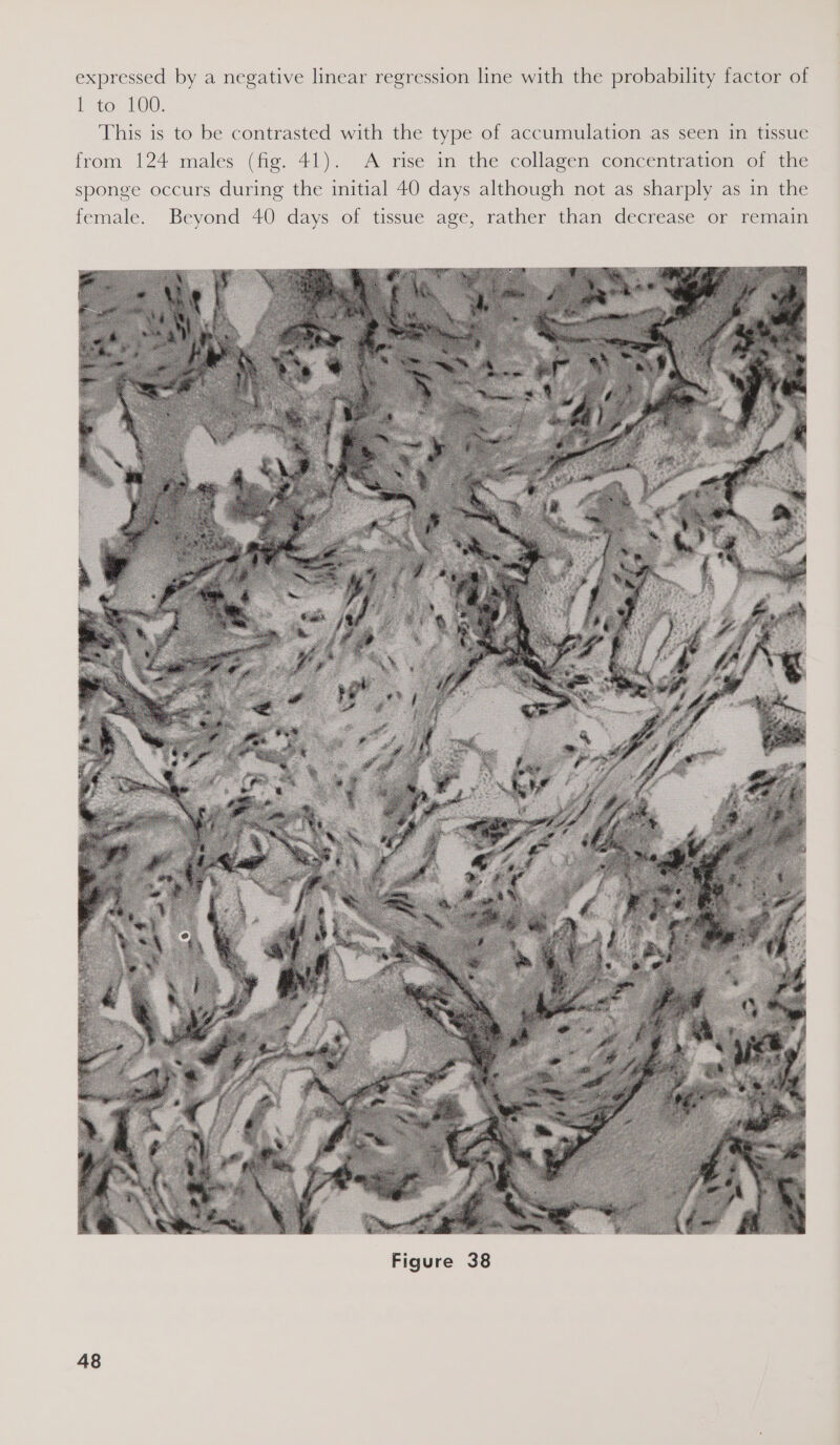 expressed by a negative linear regression line with the probability factor of Lo On), This is to be contrasted with the type of accumulation as seen in tissue from 124 males (fig. 41). A rise in the collagen concentration of the sponge occurs during the initial 40 days although not as sharply as in the female. Beyond 40 days of tissue age, rather than decrease or remain 