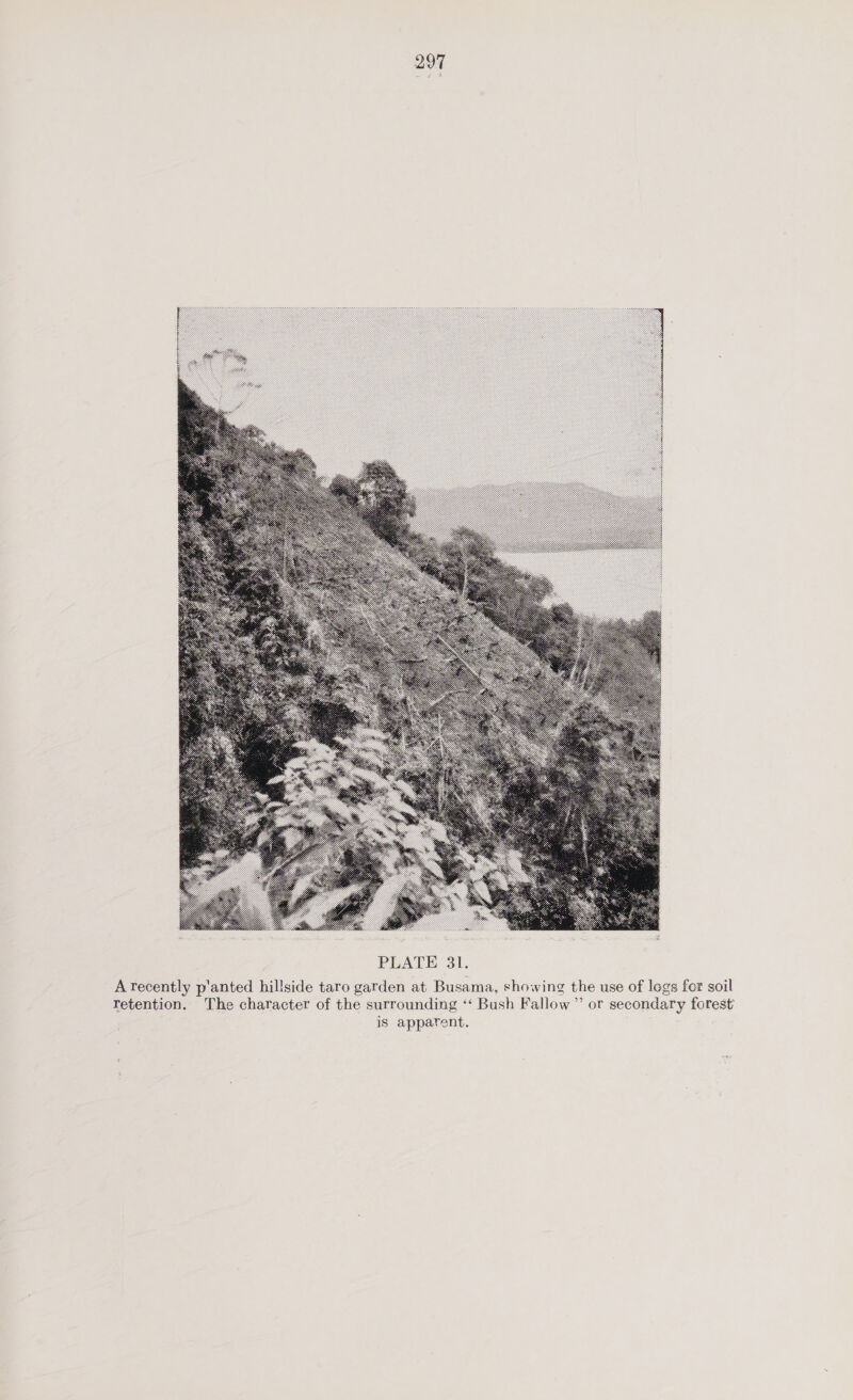  A recently p'anted hillside taro garden at Busama, showing the use of legs for soil retention. The character of the surrounding ‘‘ Bush Fallow” or secondary forest iS apparent.