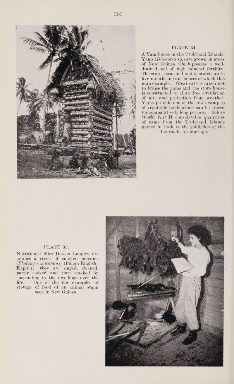 PLATE 35. Nutritionist Miss Doreen Langley ex- amines a stock of smoked possums (Phalanger maculatus) (Pidgin English : Kapul); they are singed, cleaned, partly cooked and then smoked by suspending in the dwellings over the fire. One of the few examples of storage of food of an animal origin seen in New Guinea.  PLATE 34. A Yam-house in the Trobriand Islands. Yams (Dioscorea sp.) are grown in areas of New Guinea which possess a well- drained soil of high mineral fertility. The crop is seasonal and is stored up to five months in yam-houses of which this isanexample. Great care is taken not to bruise the yams and the store house is constructed to allow free circulation of air, and protection from weather. Yams provide one of the few examples of vegetable foods which can be stored for comparatively long periods. Before World War II considerable quantities of yams from the Trobriand Islands moved in trade to the goldfields of the Louisiade Archipelago. 