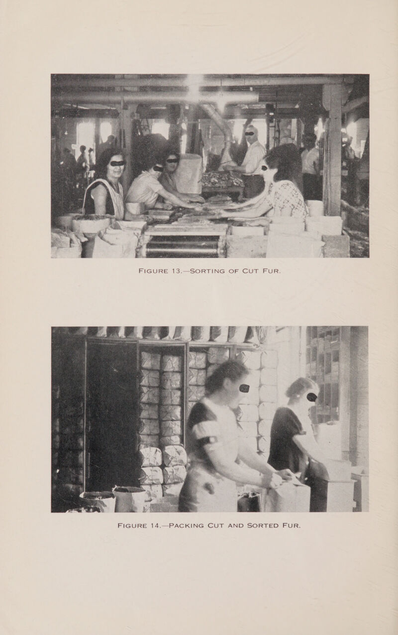  FIGURE 13.—SORTING OF CUT FUR. 