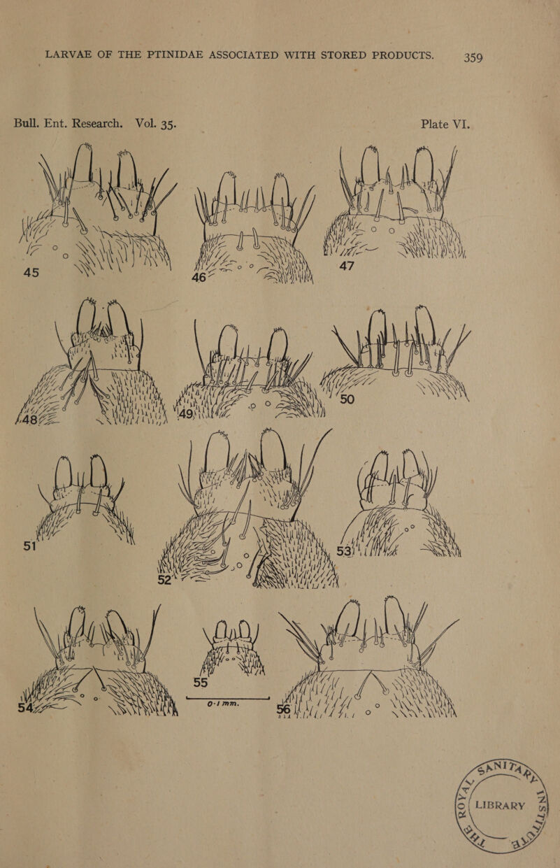 Bull. Ent. Research. Vol. 35. Plate VI.         Mee U Wt WZ. NN (VC Ce RY een NN 46~ ANN   Wf  [ 7 a CU     ; ul : el { a 56 Hi i if! ok rae hed 