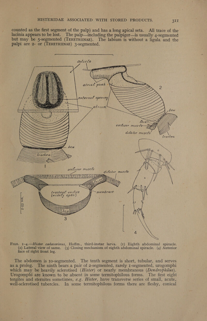 counted as the first segment of the palp) and has a long apical seta. All trace of the lacinia appears to be lost. The palp—including the palpiger—is usually 4-segmented but may be 5-segmented (TERETRIINAE). The labium is without a ligula and the palpi are 2- or (TERETRIINAE) 3-segmented. eo cuticle             XN pi WY fj \ Hl i) san Wad an Ih Nt Fett \ pi: S CH (HEN P if a BY ¢ ay Mee 1h  = Stee = Z lrachea === yp SS : Ly;  tracheal orifice (widefy open )   0-05 mm, Fies. 1-4.—Hister cadaverinus, Hoffm., third-instar larva. (1) Eighth abdominal spiracle. (2) Lateral view of same. (3) Closing mechanism of eighth abdominal spiracle. (4) Anterior face of right front leg. The abdomen is ro-segmented. The tenth segment is short, tubular, and serves as a proleg. The ninth bears a pair of 2-segmented, rarely 1-segmented, urogomphi which may be heavily sclerotised (Hister) or nearly membranous (Dendrophilus). Urogomphi are known to be absent in some termitophilous forms. The first eight tergites and sternites sometimes, e.g. Hister, have transverse series of small, acute, well-sclerotised tubercles. In some termitophilous forms there are fleshy, conical