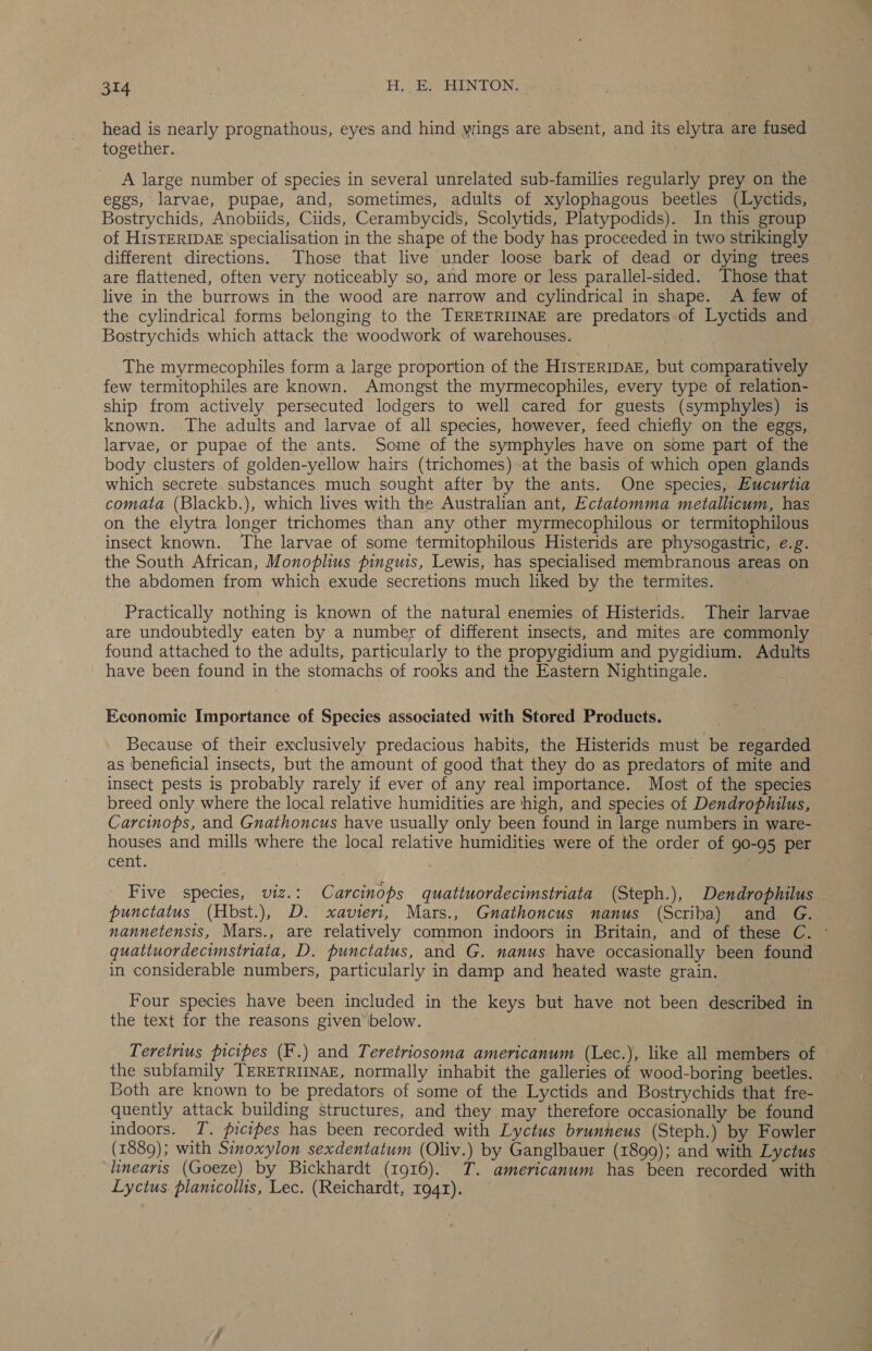 head is nearly prognathous, eyes and hind wings are absent, and its elytra are fused together. | A large number of species in several unrelated sub-families regularly prey on the eggs, larvae, pupae, and, sometimes, adults of xylophagous beetles (Lyctids, Bostrychids, Anobiids, Ciids, Cerambycids, Scolytids, Platypodids). In this group of HISTERIDAE specialisation in the shape of the body has proceeded in two strikingly | different directions. Those that live under loose bark of dead or dying trees are flattened, often very noticeably so, and more or less parallel-sided. Those that live in the burrows in the wood are narrow and cylindrical in shape. A few of the cylindrical forms belonging to the TERETRIINAE are predators.of Lyctids and Bostrychids which attack the woodwork of warehouses. The myrmecophiles form a large proportion of the HISTERIDAE, but comparatively few termitophiles are known. Amongst the myrmecophiles, every type of relation- ship from actively persecuted lodgers to well cared for guests (symphyles) is known. The adults and larvae of all species, however, feed chiefly on the eggs, larvae, or pupae of the ants. Some of the symphyles have on some part of the body clusters of golden-yellow hairs (trichomes) at the basis of which open glands which secrete. substances much sought after by the ants. One species, Eucurtia comata (Blackb.), which lives with the Australian ant, Ectatomma metallicum, has on the elytra longer trichomes than any other myrmecophilous or termitophilous insect known. The larvae of some termitophilous Histerids are physogastric, e.g. the South African, Monoplius pinguis, Lewis, has specialised membranous areas on the abdomen from which exude secretions much liked by the termites. Practically nothing is known of the natural enemies of Histerids. Their larvae are undoubtedly eaten by a number of different insects, and mites are commonly found attached to the adults, particularly to the propygidium and pygidium. Adults have been found in the stomachs of rooks and the Eastern Nightingale. Economic Importance of Species associated with Stored Products. Because of their exclusively predacious habits, the Histerids must be regarded as beneficial insects, but the amount of good that they do as predators of mite and insect pests is probably rarely if ever of any real importance. Most of the species breed only where the local relative humidities are thigh, and species of Dendrophilus, Carcinops, and Gnathoncus have usually only been found in large numbers in ware- houses and mills where the local relative humidities were of the order of 90-95 per cent. Five species, viz.: Carcinops quattuordecimstriata (Steph.), Dendrophilus — punctatus (Hbst.), D. xavieri, Mars., Gnathoncus nanus (Scriba) and G. nannetensis, Mars., are relatively common indoors in Britain, and of these C. © quatiuordecimstriata, D. punctatus, and G. nanus. have occasionally been found in considerable numbers, particularly in damp and heated waste grain. | Four species have been included in the keys but have not been described in the text for the reasons given below. Teretrius picipes (F.) and Teretriosoma americanum (Lec.), like all members of the subfamily TERETRIINAE, normally inhabit the galleries of wood-boring beetles. Both are known to be predators of some of the Lyctids and Bostrychids that fre- quently attack building structures, and they may therefore occasionally be found indoors. YT. picipes has been recorded with Lyctus brunneus (Steph.) by Fowler (1889); with Sinoxylon sexdentatum (Oliv.) by Ganglbauer (1899); and with Lyctus linearis (Goeze) by Bickhardt (1916). T. americanum has been recorded with Lyctus planicollis, Lec. (Reichardt, 1941).