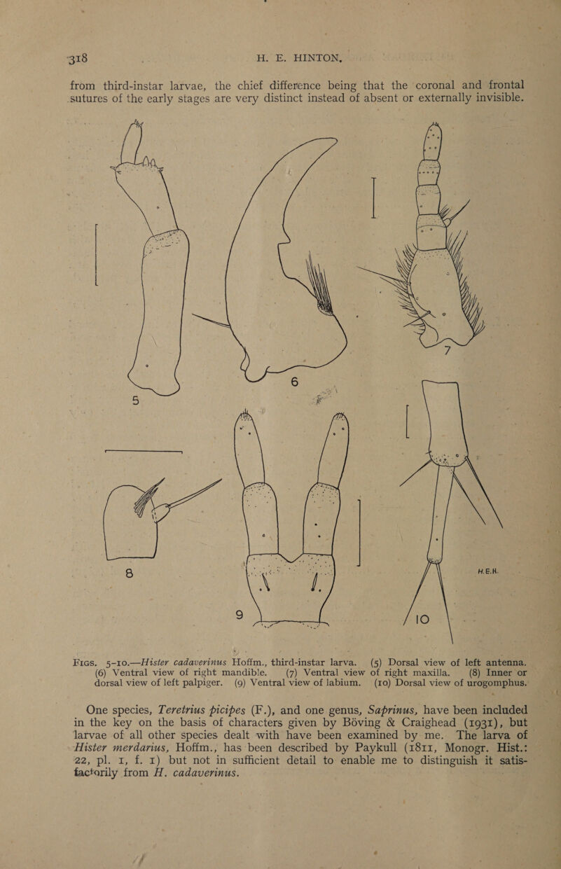 from third-instar larvae, the chief difference being that the coronal and frontal sutures of the early stages are very distinct instead of absent or externally invisible. Fics. 5-10.—Htster cadaverinus Hoffm., third-instar larva. (5) Dorsal view of left antenna. (6) Ventral view of right mandible. (7) Ventral view of right maxilla. (8) Inner or One species, Teretrius picipes (F.), and one genus, Saprinus, have been included in the key on the basis of characters given by Boving & Craighead (1931), but Hister merdarius, Hoffm., has been described by Paykull (1811, Monogr. Hist.: 22, pl. 1, f. 1) but not in sufficient detail to: enable me to distinguish it eee factorily from H. cadaverinus.