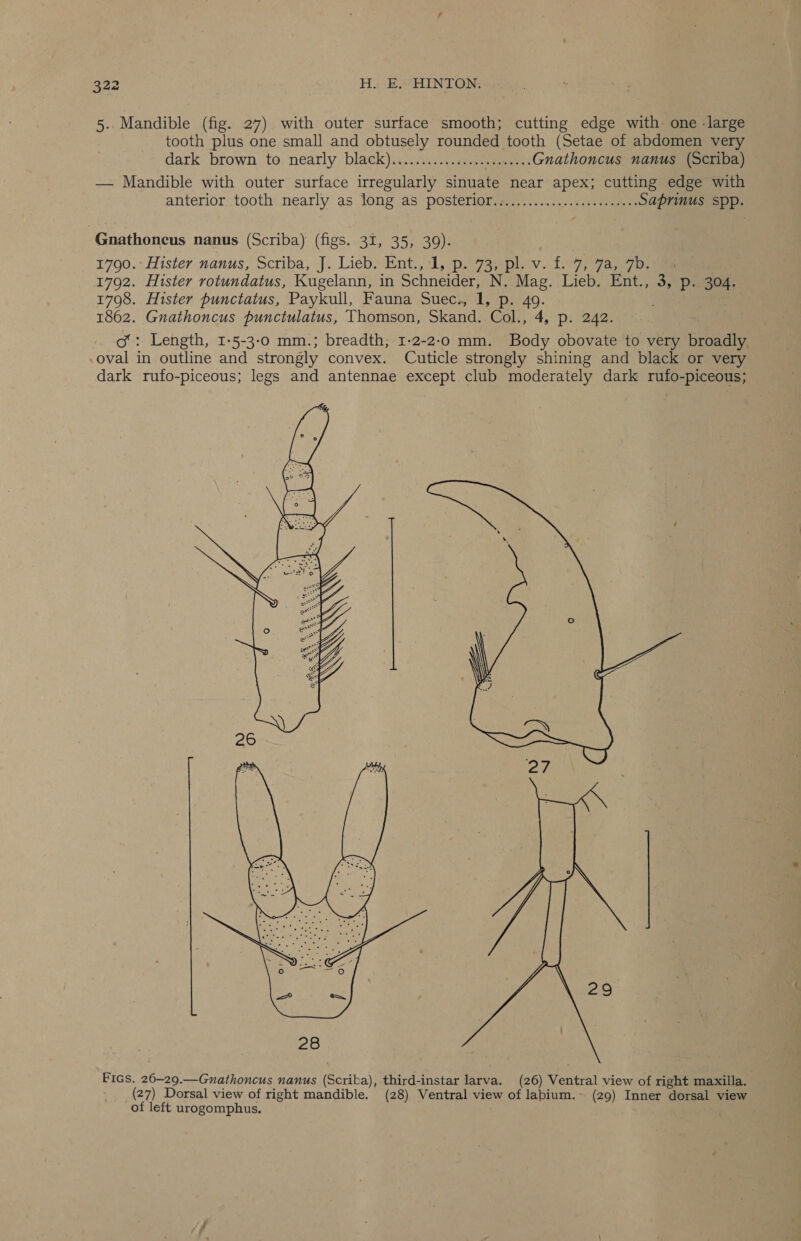 5. Mandible (fig. 27) with outer surface smooth; cutting edge with one -large tooth plus one small and obtusely rounded tooth (Setae of abdomen very dark brown to. nearly black) s.°.222gneeeaee een Gnathoncus nanus (Scriba) — Mandible with outer surface irregularly sinuate near apex; cutting edge with anterior: tooth nearly as tong as? posteriori. ....--4. we ee Saprinus spp. -Gnathoncus nanus (Scriba) (figs. 31, 35, 39). 1790. Hister:nanus, Scriba, J..Lieb)‘Ent.,.1, pa7enpie vv. Lv 9e ey oe 1792. Hister rotundatus, Kugelann, in Schneider, N. Mag. Lieb. Ent., 3, p. 304. 1798. Hister punctatus, Paykull, Fauna Suec., 1, p. 49. 1862. Gunathoncus punctulatus, Thomson, Skand. Cok, 4, p: 1242. . of: Length, 1-5-3-0 mm.; breadth, 1-2-2-0 mm. Body obovate to very broadly. oval in outline and strongly convex. Cuticle strongly shining and black or very dark rufo-piceous; legs and antennae except club moderately dark rufo-piceous;  Fics. 26-29.—Gnathoncus nanus (Scriba), third-instar larva. (26) Ventral view of right maxilla. ) (27) Dorsal view of right mandible. (28) Ventral view of labium.- (29) Inner dorsal view of left urogomphus.