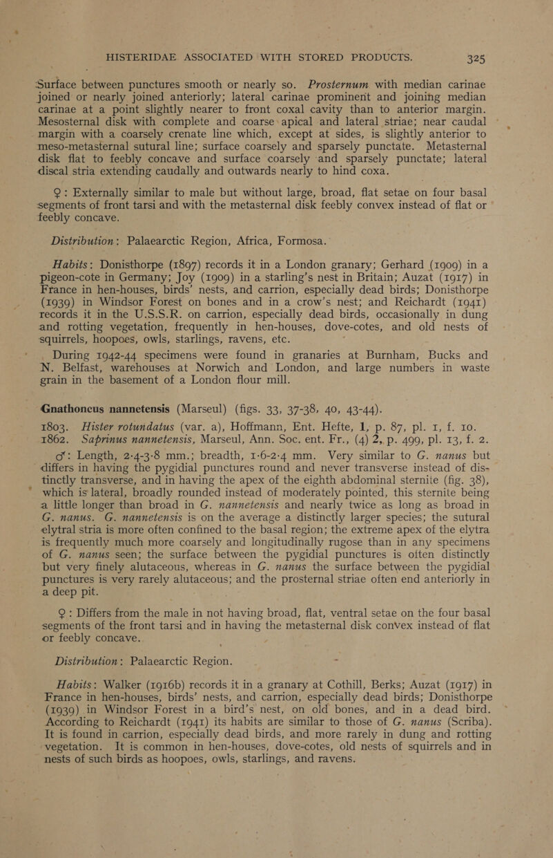 ‘Surface between punctures smooth or nearly so. Prosternum with median carinae joined or nearly joined anteriorly; lateral carinae prominent and joining median carinae at a point slightly nearer to front coxal cavity than to anterior margin. Mesosternal disk with complete and coarse: apical and lateral striae; near caudal margin with a coarsely crenate line which, except at sides, is slightly anterior to meso-metasternal sutural line; surface coarsely and sparsely punctate. Metasternal disk flat to feebly concave and surface coarsely and sparsely punctate; lateral discal stria extending caudally and outwards nearly to hind coxa. Q: Externally similar to male but without large, broad, flat setae on four basal segments of front tarsi and with the metasternal disk feebly convex instead of flat or feebly concave. ) Distribution: Palaearctic Region, Africa, Formosa. Habits: Donisthorpe (1897) records it in a London granary; Gerhard (1909) in a pigeon-cote in Germany; Joy (1909) in a starling’s nest in Britain; Auzat (1917) in France in hen-houses, birds’ nests, and carrion, especially dead birds; Donisthorpe (1939) in Windsor Forest on bones and in a crow’s nest; and Reichardt (1941) records it in the U.S.S.R. on carrion, especially dead birds, occasionally in dung and rotting vegetation, frequently in hen-houses, dove-cotes, and old nests of squirrels, hoopoes, owls, starlings, ravens, etc. During 1942-44 specimens were found in granaries at Burnham, Bucks and N. Belfast, warehouses at Norwich and London, and large numbers in waste grain in the basement of a London flour mill. ~ Gnathoncus nannetensis (Marseul) (figs. 33, 37-38, 40, 43-44). 1803. Hister rotundatus (var. a), Hoffmann, Ent. Hefte, 1, p. 87, pl. 1, f. Io. 1862. Saprinus nannetensis, Marseul, Ann. Soc. ent. Fr., (4) 2,.p. 499, pl. 13, f. 2. o&amp;: Length, 2-4-3-8 mm.; breadth, 1-6-2-4 mm. Very similar to G. nanus but differs in having the pygidial punctures round and never transverse instead of dis- tinctly transverse, and in having the apex of the eighth abdominal sternite (fig. 38), which is lateral, broadly rounded instead of moderately pointed, this sternite being a little longer than broad in G. nannetensis and nearly twice as long as broad in G. nanus. G. nannetensis is on the average a distinctly larger species; the sutural elytral stria is more often confined to the basal region; the extreme apex of the elytra is frequently much more coarsely and longitudinally rugose than in any specimens of G. nanus seen; the surface between the pygidial punctures is often distinctly but very finely alutaceous, whereas in G. manus the surface between the pygidial punctures is very rarely alutaceous; and the prosternal striae often end anteriorly in a deep pit. © : Differs from the male in not having broad, flat, ventral setae on the four basal segments of the front tarsi and in having the metasternal disk conVex instead of flat or feebly concave. Distribution: Palaearctic Region. ~ Habits: Walker (1916b) records it in a granary at Cothill, Berks; Auzat (1917) in France in hen-houses, birds’ nests, and carrion, especially dead birds; Donisthorpe (1939) 1n Windsor Forest in a bird’s nest, on old bones, and in a dead bird. According to Reichardt (1941) its habits are similar to those of G. nanus (Scriba). It is found in carrion, especially dead birds, and more rarely in dung and rotting vegetation. It is common in hen-houses, dove-cotes, old nests of squirrels and in nests of such birds as hoopoes, owls, starlings, and ravens.