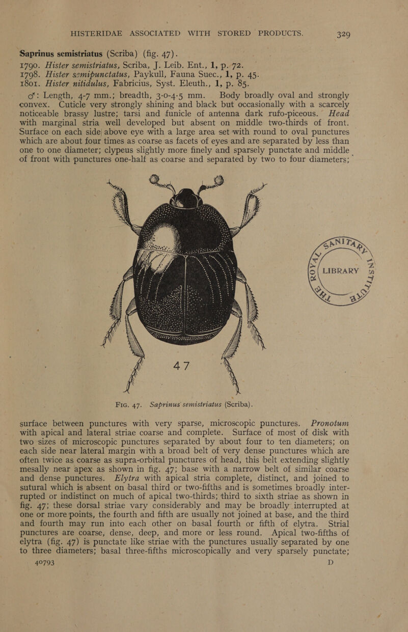 ‘Saprinus semistriatus (Scriba) (fig. 47). 1790. Hister semistriatus, Scriba, J. Leib. Ent., 1, p. 72. 1798. Hister semipunctatus, Paykull, Fauna Suec., 1, p. 45. 1801. Hister nitidulus, Fabricius, Syst. Eleuth., 1, p. 85. ot: Length, 4-7 mm.; breadth, 3-0-4-5 mm. Body broadly oval and strongly convex. Cuticle very strongly shining and black but occasionally with a scarcely noticeable brassy lustre; tarsi and funicle of antenna dark rufo-piceous. Head with marginal stria well developed but absent on middle two-thirds of front. Surface on each side| above eye with a large area set with round to oval punctures — which are about four times as coarse ‘as facets of eyes and are separated by less than one to one diameter; clypeus slightly more finely and sparsely punctate and middle of front with punctures one-half as coarse and separated by two to four diameters;  surface between punctures with very sparse, microscopic punctures. Pronotum with apical and lateral striae coarse and complete. Surface of most of disk with two sizes of microscopic punctures separated by about four to ten diameters; on each side near lateral margin with a broad belt of very dense punctures which are often twice as coarse as supra-orbital punctures of head, this belt extending slightly mesally near apex as shown in fig. 47; base with a narrow belt of similar coarse and dense punctures. Elytra with apical stria complete, distinct, and joined to sutural which is absent on basal third or two-fifths and is sometimes broadly inter- rupted or indistinct on much of apical two-thirds; third to sixth striae as shown in fig. 47; these dorsal striae vary considerably and may be broadly interrupted at one or more points, the fourth and fifth are usually not joined at base, and the third and fourth may run into each other on basal fourth or fifth of elytra. Strial punctures are coarse, dense, deep, and more or less round. Apical two-fifths of elytra (fig. 47) is punctate like striae with the punctures usually separated by one to three diameters; basal three-fifths microscopically and very sparsely punctate; 49793 D