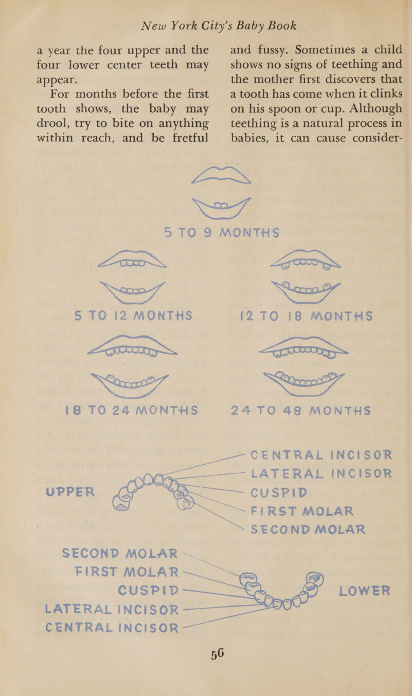 a year the four upper and the four lower center teeth may appear. For months before the first tooth shows, the baby may drool, try to bite on anything within reach, and be fretful and fussy. Sometimes a child shows no signs of teething and the mother first discovers that a tooth has come when it clinks on his spoon or cup. Although teething is a natural process in babies, it can cause consider- ieee na ee 5 TO 12 MONTHS [8 TO 24 MONTHS LG TI 2 TO {8 MONTHS PR esr 2470 48 MONTHS ——  SECOND MOLAR ~ FIRST MOLAR CUSPID LATERAL INCISOR CENTRAL INCISOR 